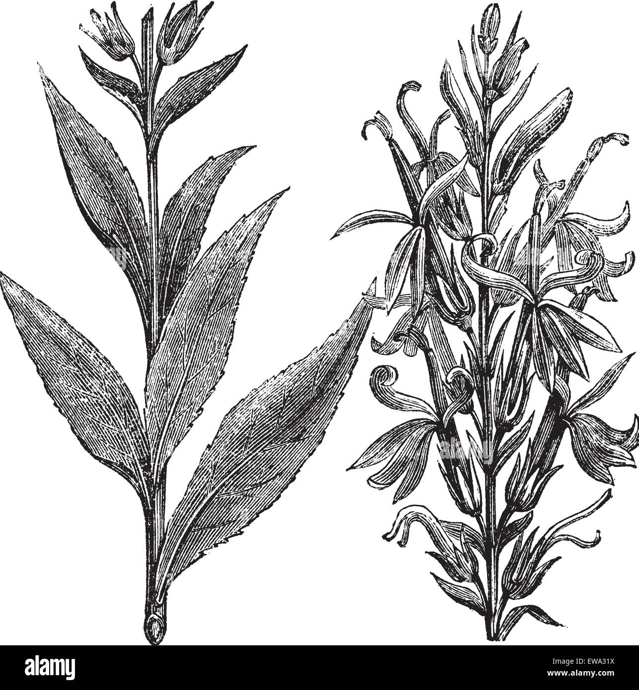 Le Cardinal fleur ou Lobelia cardinalis ou Lobelia Fulgens, gravure d'époque. Vieille illustration gravée du Cardinal Flower isolated on a white background. Illustration de Vecteur