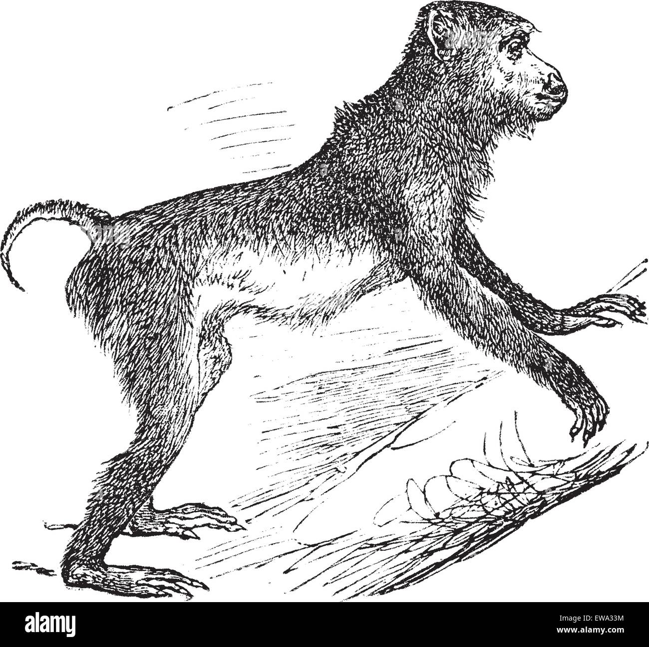 Macaque à queue de cochon ou Macaca nemestrina, gravure d'époque. Vieille illustration gravée de porc macaque à queue de grimper sur l'arbre. Illustration de Vecteur