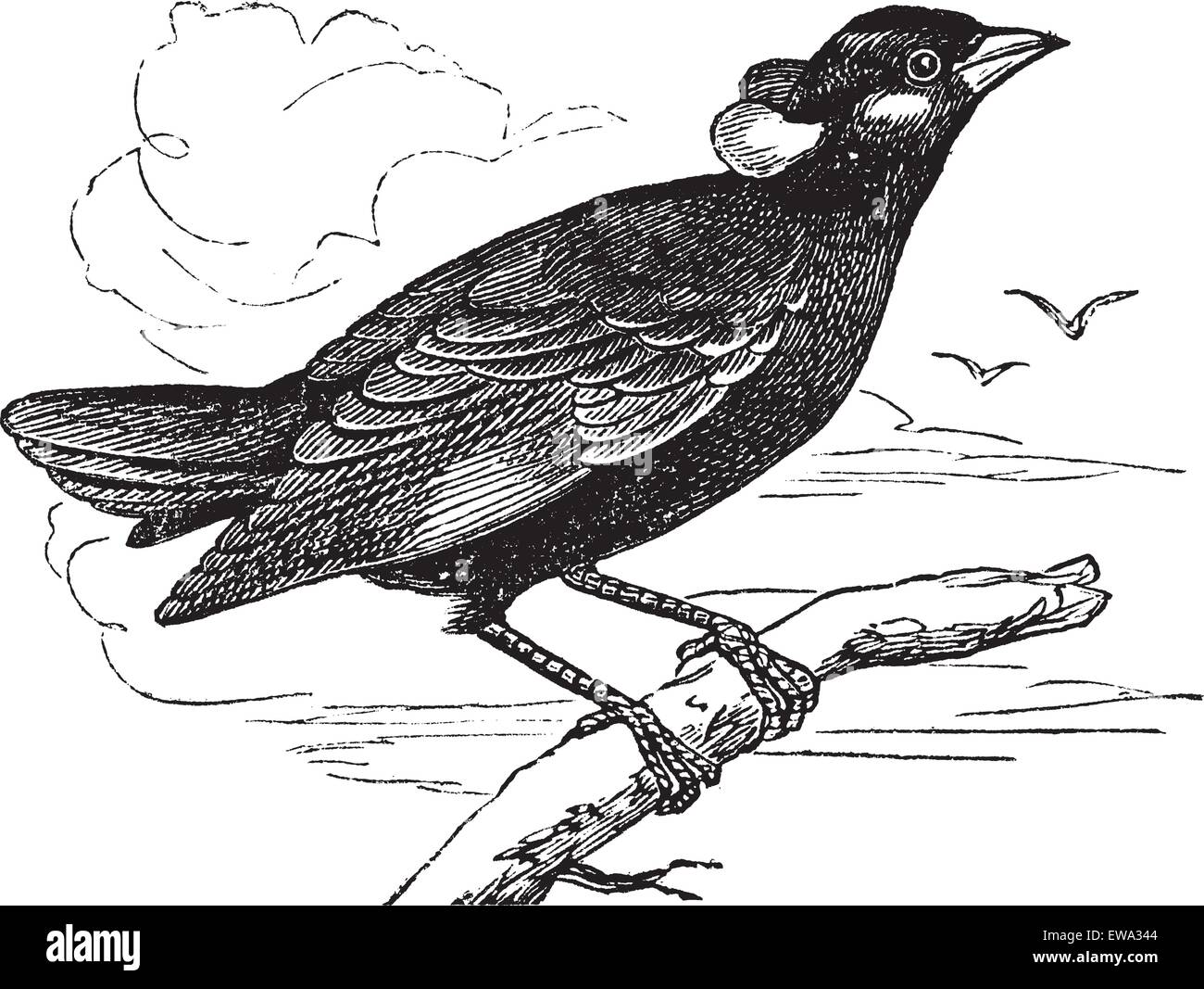 Hill Myna commun ou Gracula religiosa ou Mynah ou Hill Myna, gravure d'époque. Vieille illustration gravée d'Hill Myna en attente sur une branche et deux autres oiseaux qui volent dans l'arrière-plan. Illustration de Vecteur