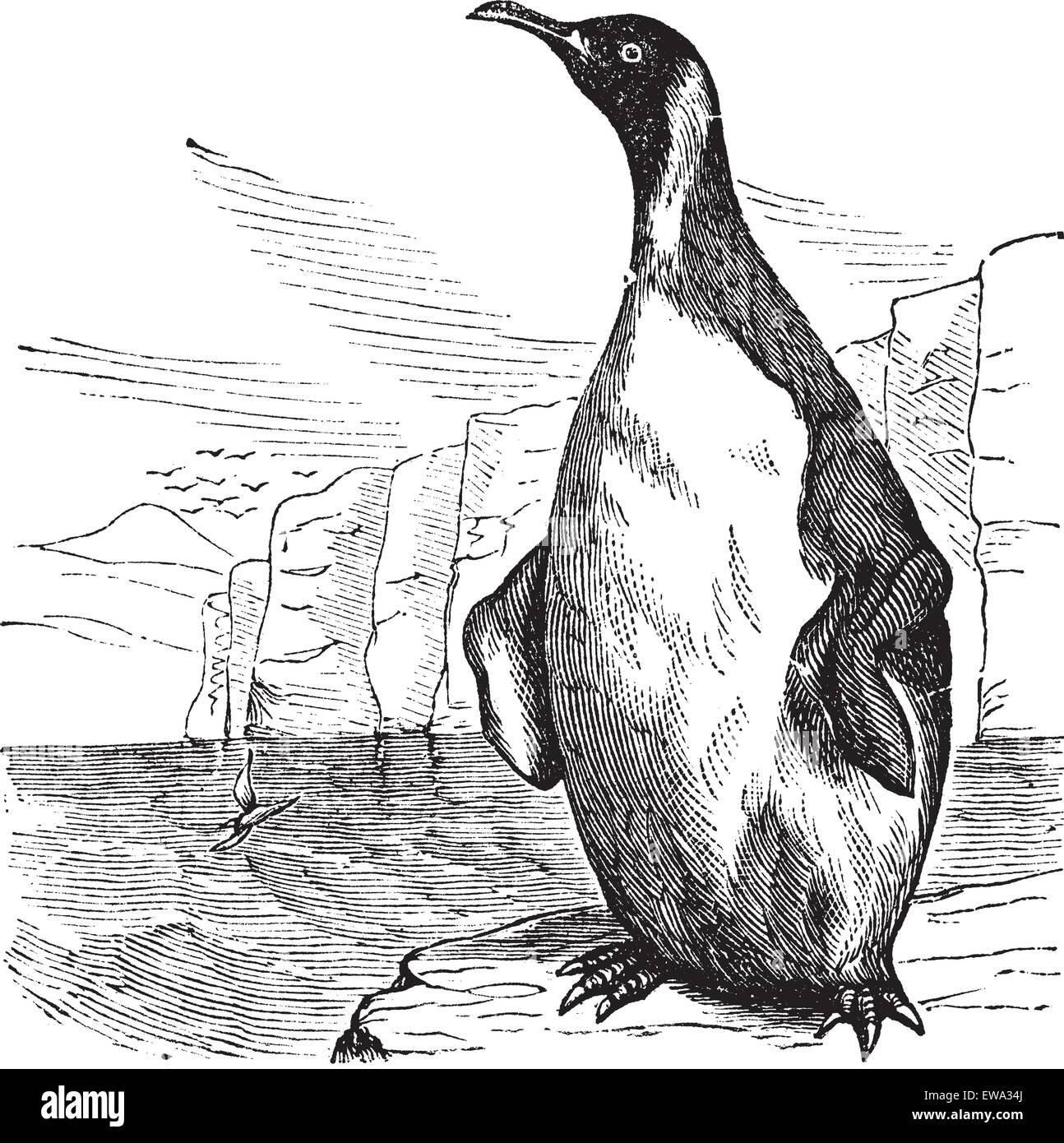 Manchot royal Aptenodytes patagonicus, vintage ou la gravure. Vieille illustration gravée du roi pingouin. Illustration de Vecteur