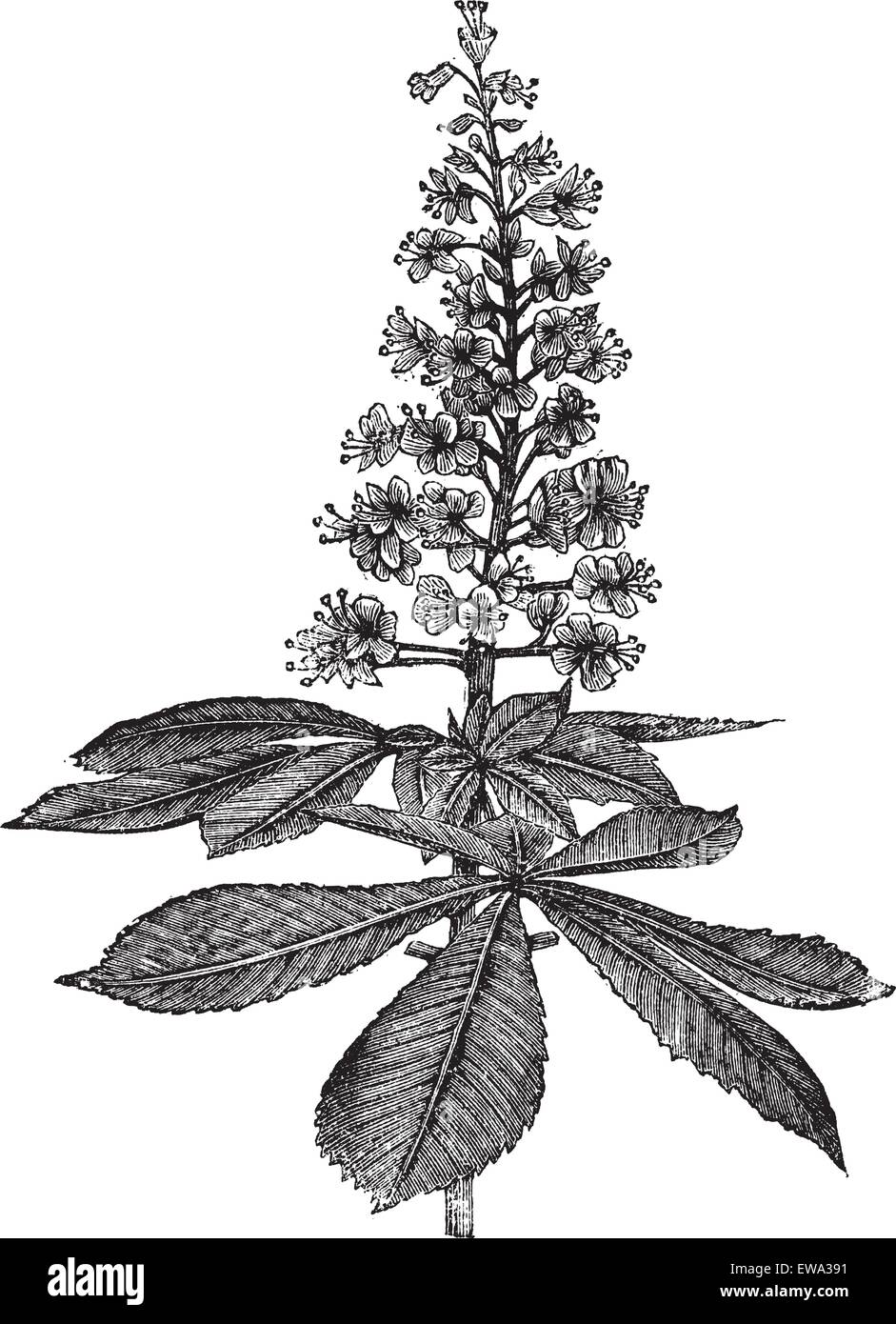 Horse-chestnut Aesculus hippocastanum ou Conker ou arbre ou Buckeye, gravure d'époque. Vieille illustration gravée de Horse-chestnut isolé sur un fond blanc. Illustration de Vecteur