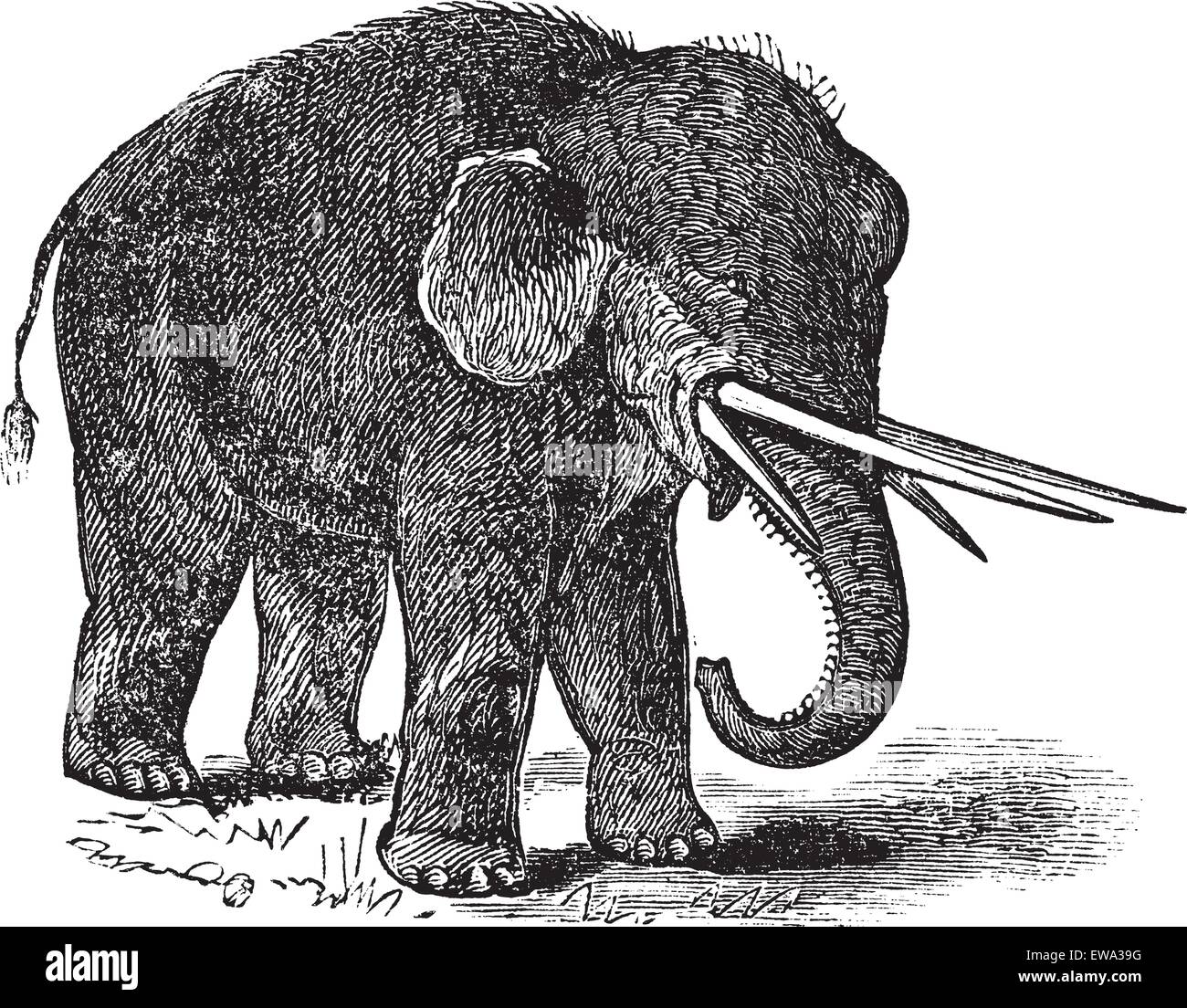 Mastodonte d'Amérique ou Mammut americanum ou Mastodon giganteus, gravure d'époque. Vieille illustration gravée de mastodonte d'Amérique. Illustration de Vecteur