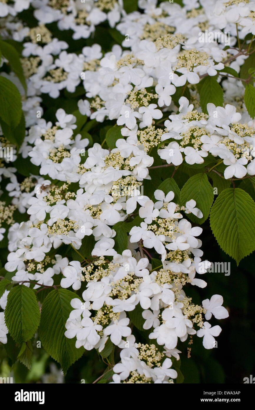 Viburnum plicatum f. Tomentosum des fleurs au printemps. Banque D'Images
