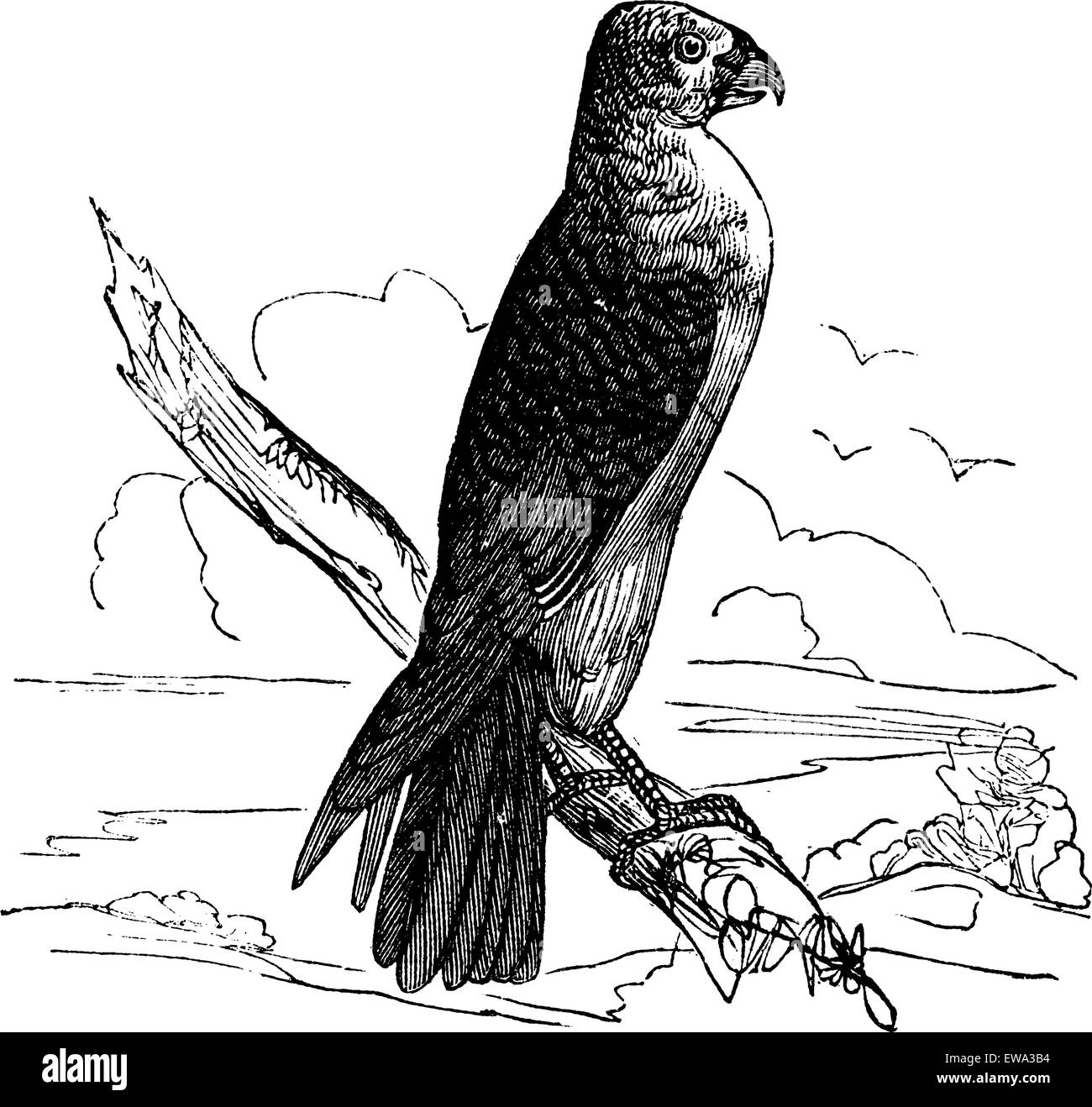 Caroline Milan (Falco furcatus), vintage engraved illustration. Encyclopédie Trousset (1886 - 1891). Illustration de Vecteur