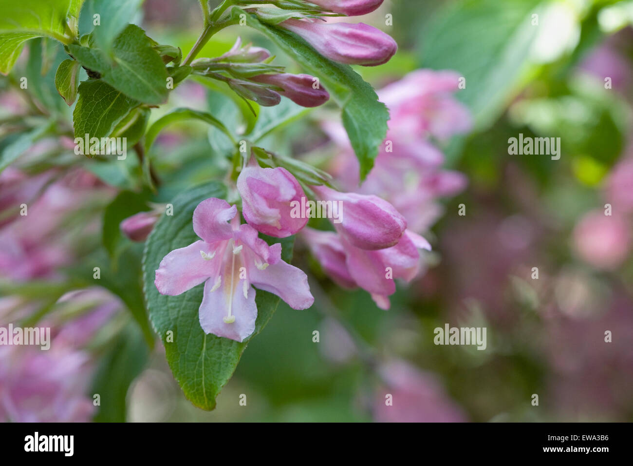 Weigela 'Féerie' fleurs. Banque D'Images