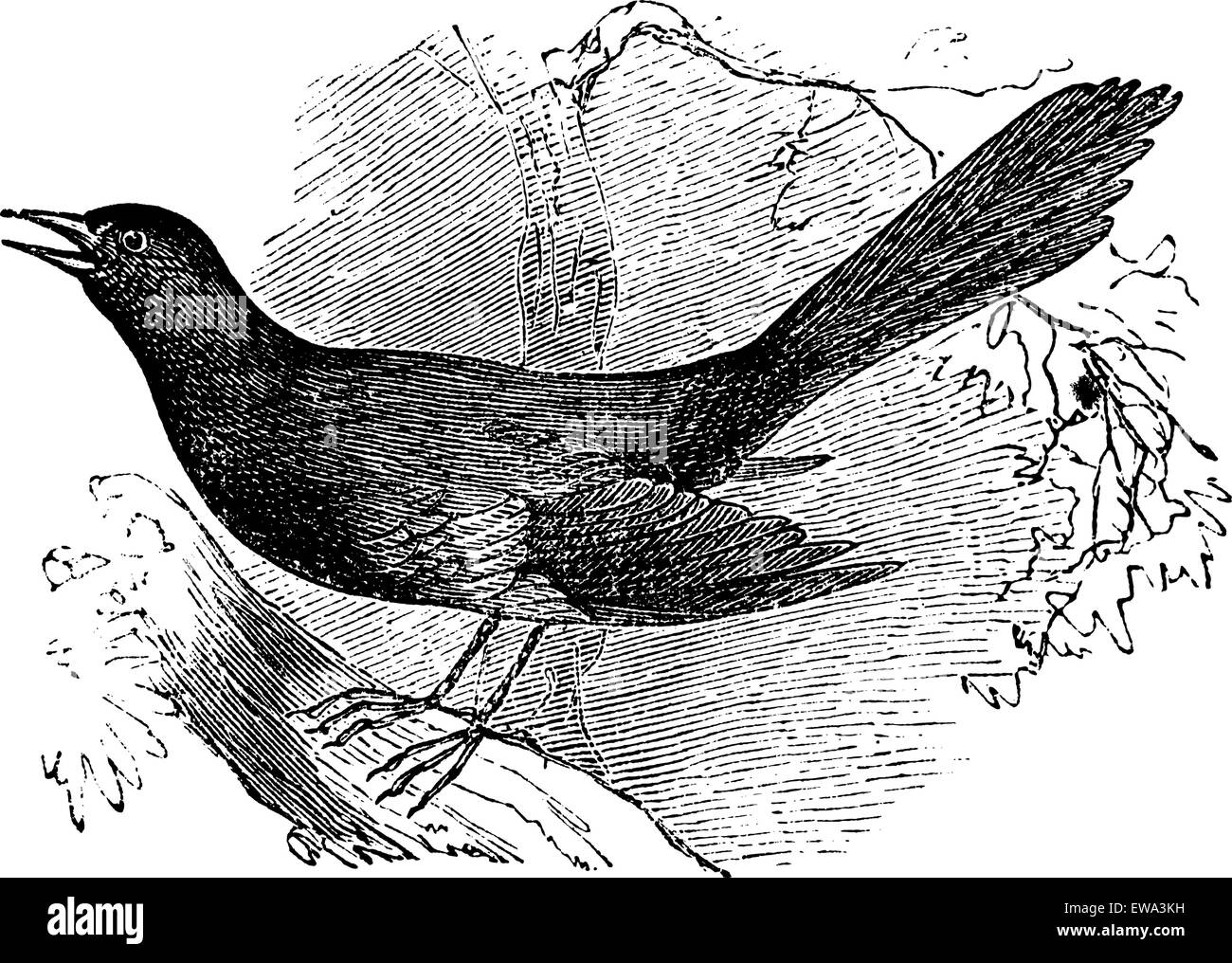 Se moquant de la Carolina (Mimus carolinensis), vintage engraved illustration. Encyclopédie Trousset (1886 - 1891). Illustration de Vecteur