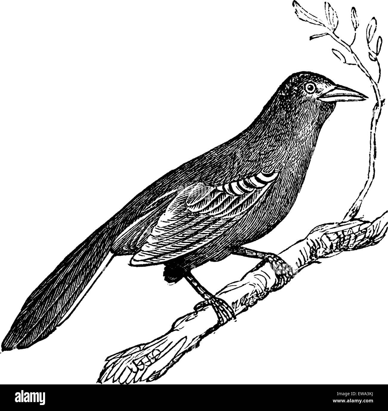 Moqueur polyglotte (Mimus polyglottus), vintage engraved illustration. Encyclopédie Trousset (1886 - 1891). Illustration de Vecteur