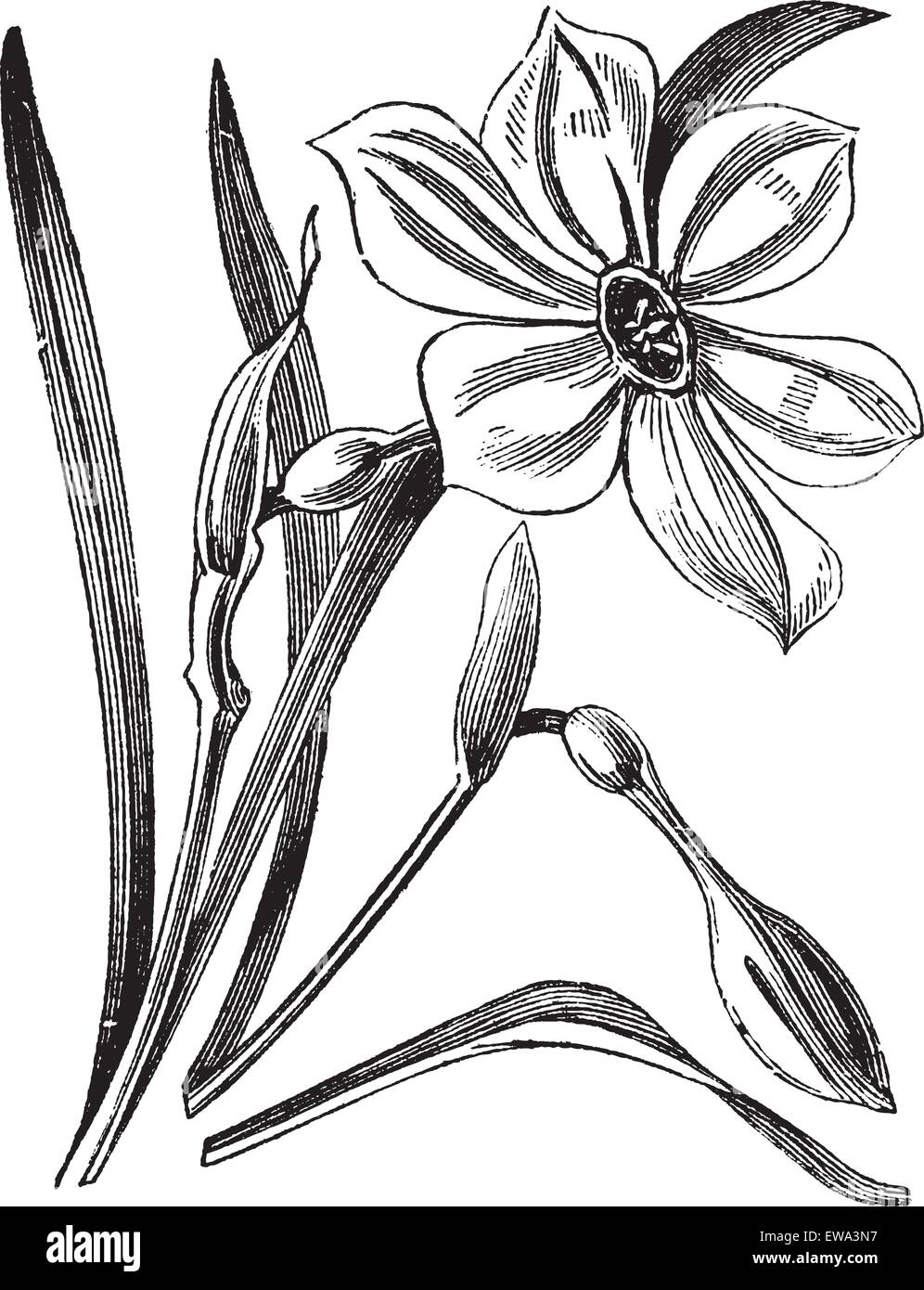 La jonquille ou Narcisse du poète poeticus, vintage engraved illustration. Encyclopédie Trousset (1886 - 1891). Illustration de Vecteur