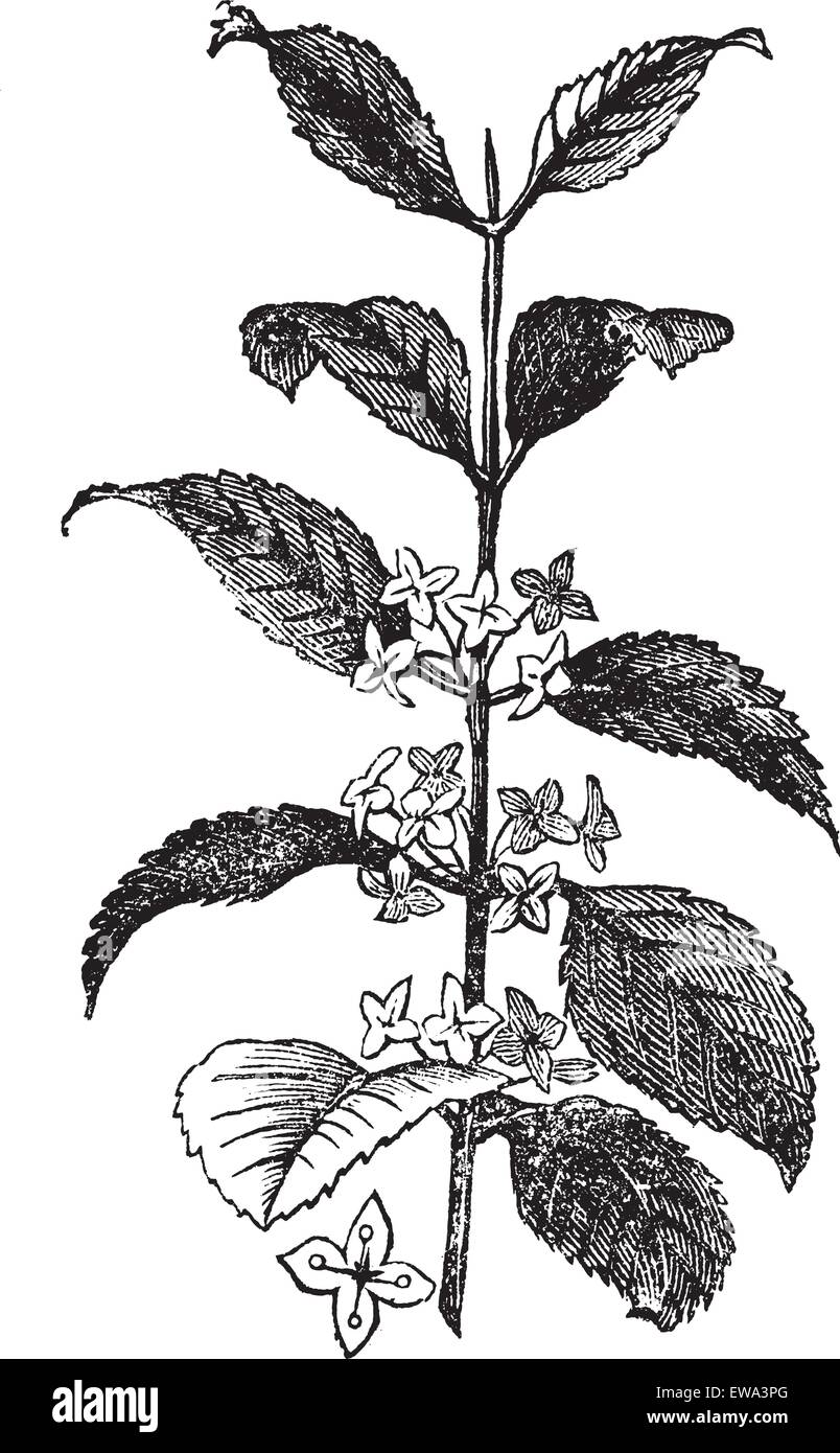 Le nerprun Rhamnus cathartica ou vintage, illustration gravée. Encyclopédie Trousset (1886 - 1891). Illustration de Vecteur