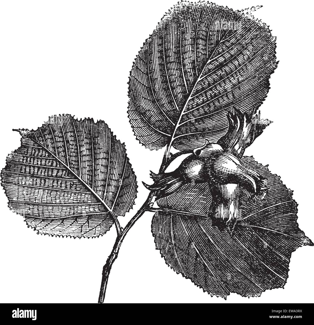 Hazel ou Corylus sp. montrant les feuilles et rameaux épineux avec écrous, vintage engraved illustration. Encyclopédie Trousset (1886 - 1891). Illustration de Vecteur