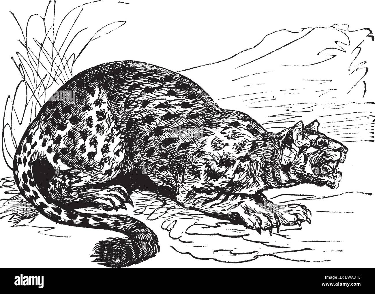 Ou Oncilla chat tacheté peu ou Tigrilleo ou Cunaguaro ou chat-tigre ou Leopardus tigrinus, vintage engraved illustration. Encyclopédie Trousset (1886 - 1891). Illustration de Vecteur