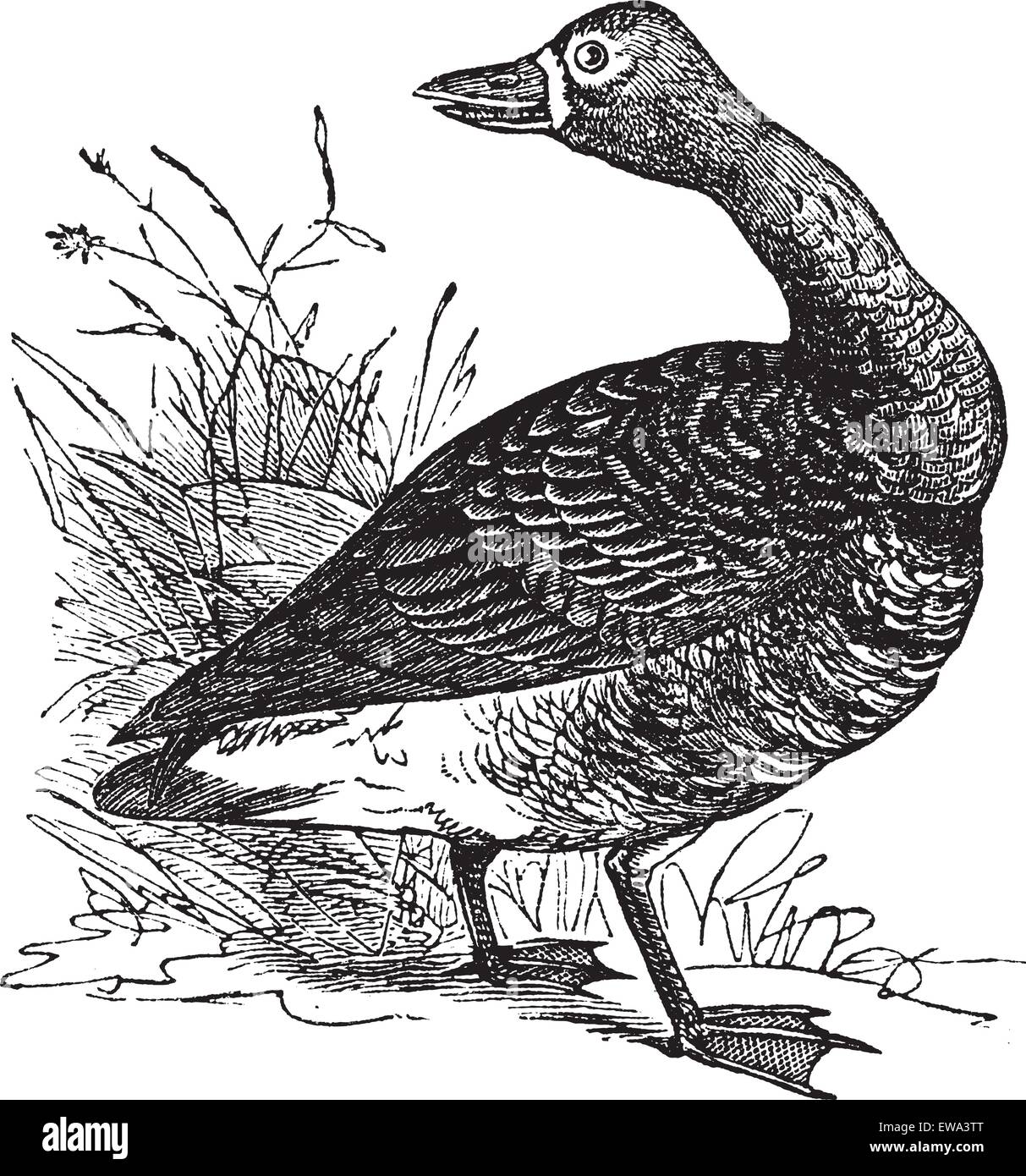 De l'oie naine (Anser Gambelii), vintage engraved illustration. Encyclopédie Trousset (1886 - 1891). Illustration de Vecteur