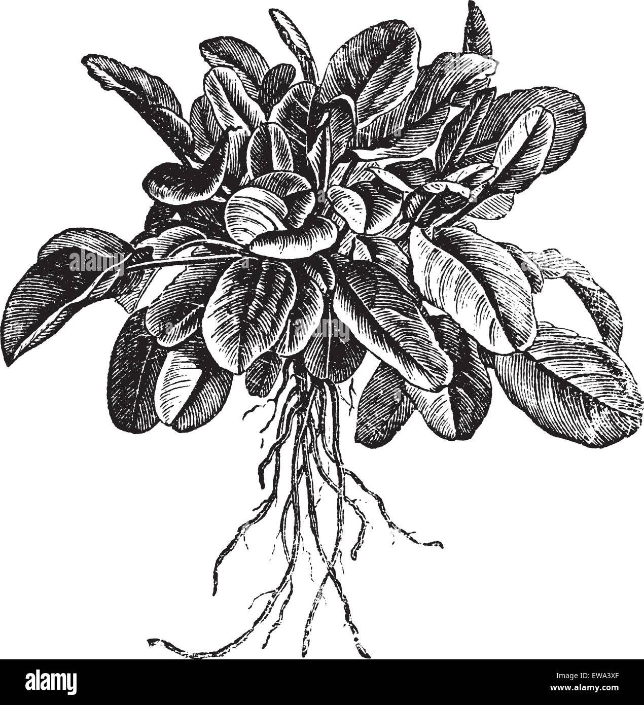 Rumex acetosa oseille ou le jardin ou l'oseille commune. Variété appelée Belleville, vintage engraved illustration. Encyclopédie Trousset (1886 - 1891). Illustration de Vecteur