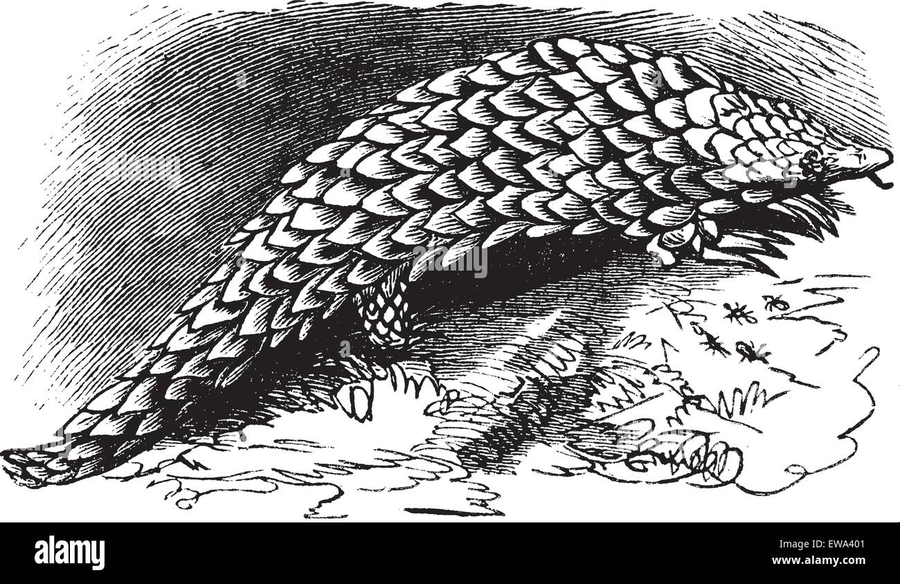 Ou Manis pentadactyla Pangolin chinois, gravure d'époque. Vieille illustration gravée de Pangolin chinois. Illustration de Vecteur