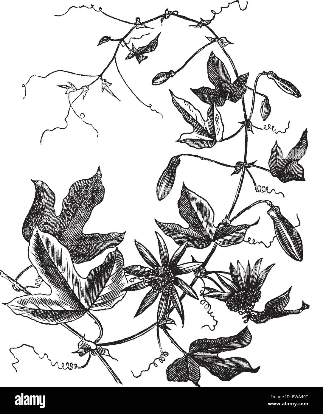 La passiflore Passiflora caerulea, vintage ou illustration gravée. Encyclopédie Trousset (1886 - 1891). Illustration de Vecteur