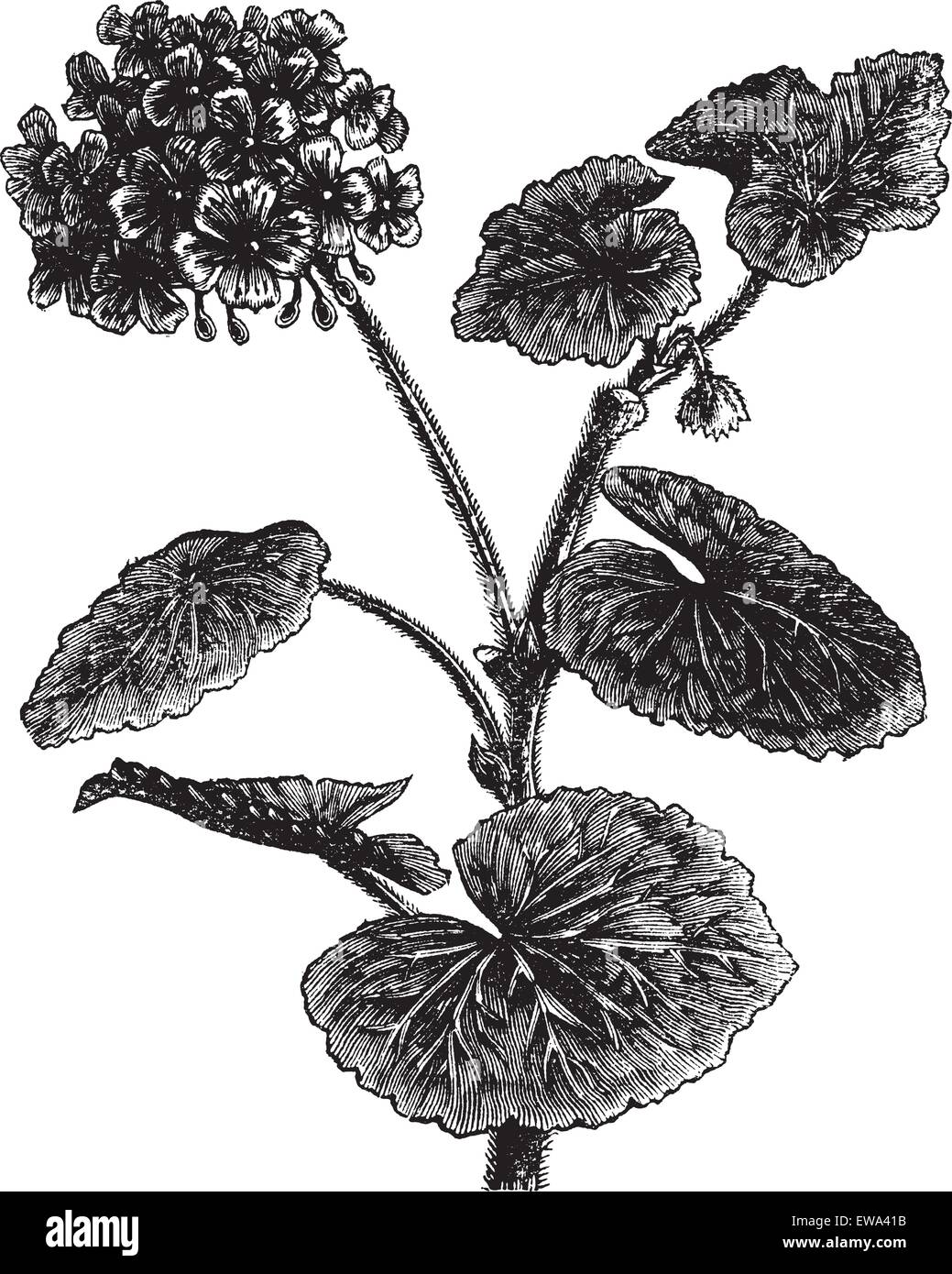 Géranium ou Storksbill ou Pelargonium sp., vintage engraved illustration. Encyclopédie Trousset (1886 - 1891). Illustration de Vecteur