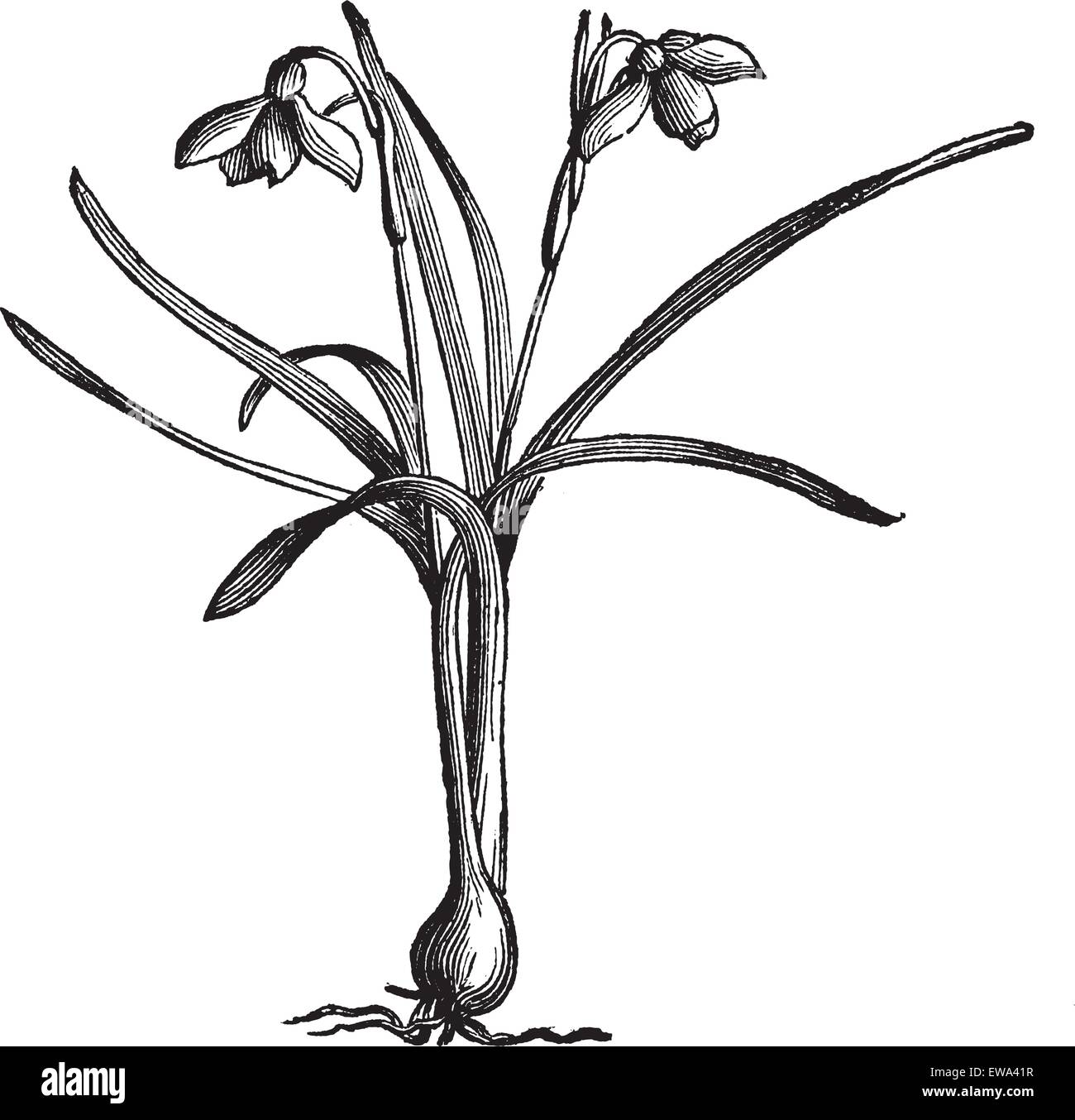 Snowdrop Galanthus nivalis, ou illustration gravée vintage. Encyclopédie Trousset (1886 - 1891). Illustration de Vecteur
