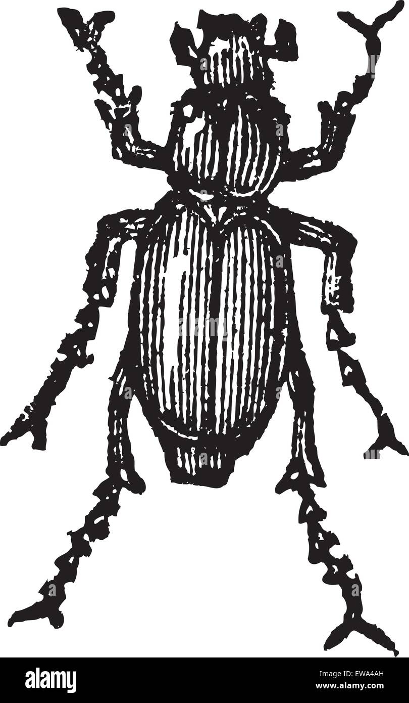 Phyllophaga isolé sur blanc, vintage engraved illustration.encyclopédie Trousset (1886 - 1891). Illustration de Vecteur