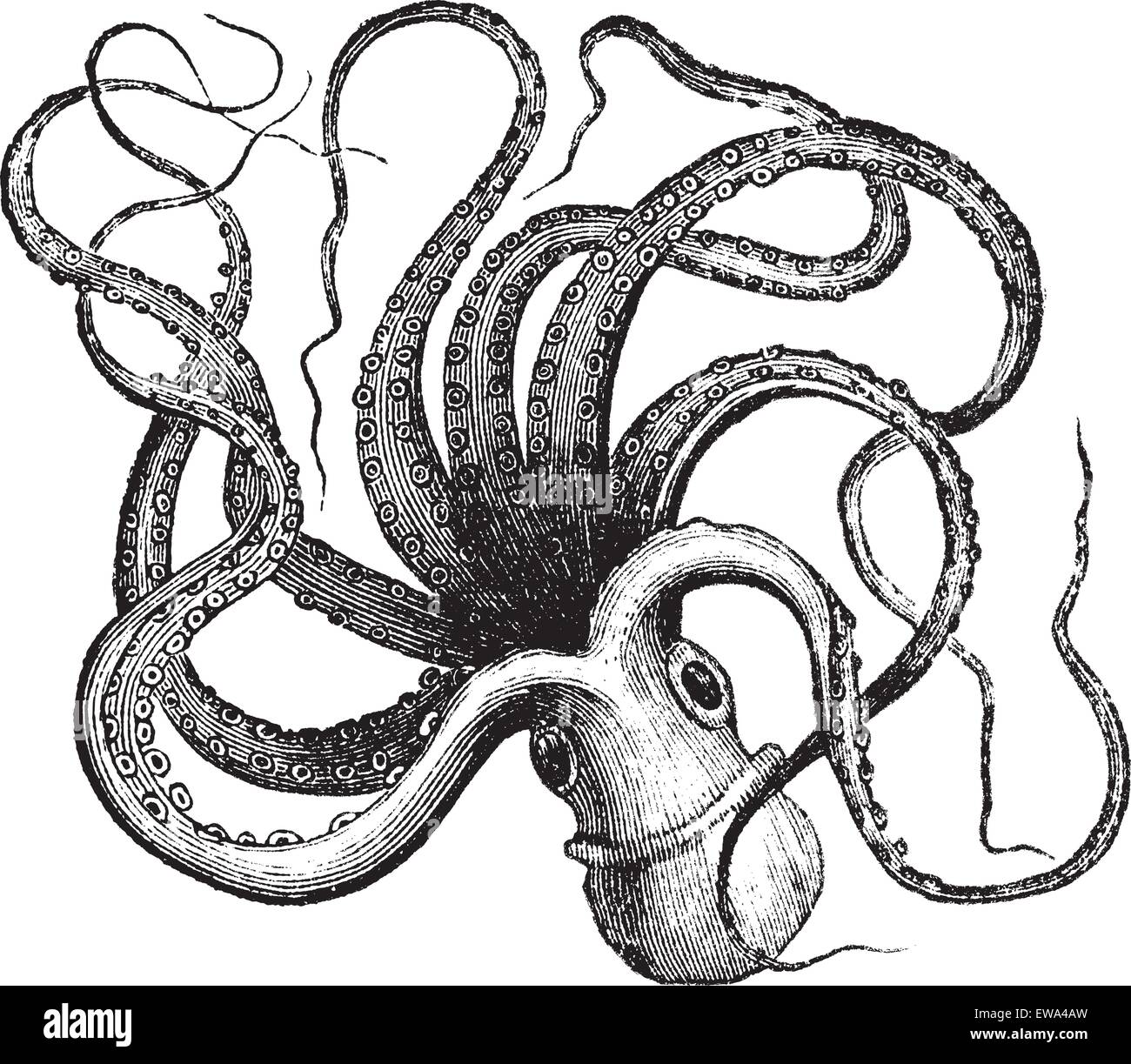 Poulpe commun (Octopus vulgaris) isolé sur blanc, vintage engraved illustration.encyclopédie Trousset (1886 - 1891). Illustration de Vecteur