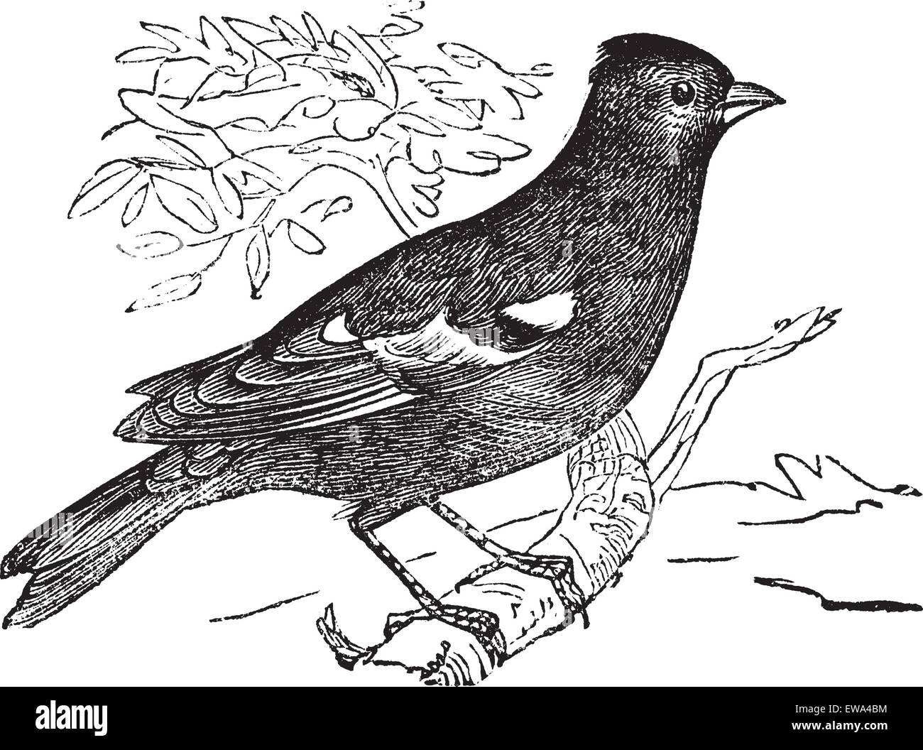 Pinson ordinaire (Fringilla coelebs Chaffinch) ou vintage,illustration gravée. Chaffinch perché sur branche d'arbre. Encyclopédie Trousset (1886 - 1891). Illustration de Vecteur