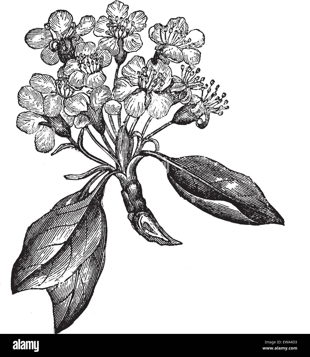 Ou poire Pyrus sp., vintage engraved illustration, montrant les fleurs (à gauche) et de fruits (à droite). Encyclopédie Trousset (1886 - 1891). Illustration de Vecteur