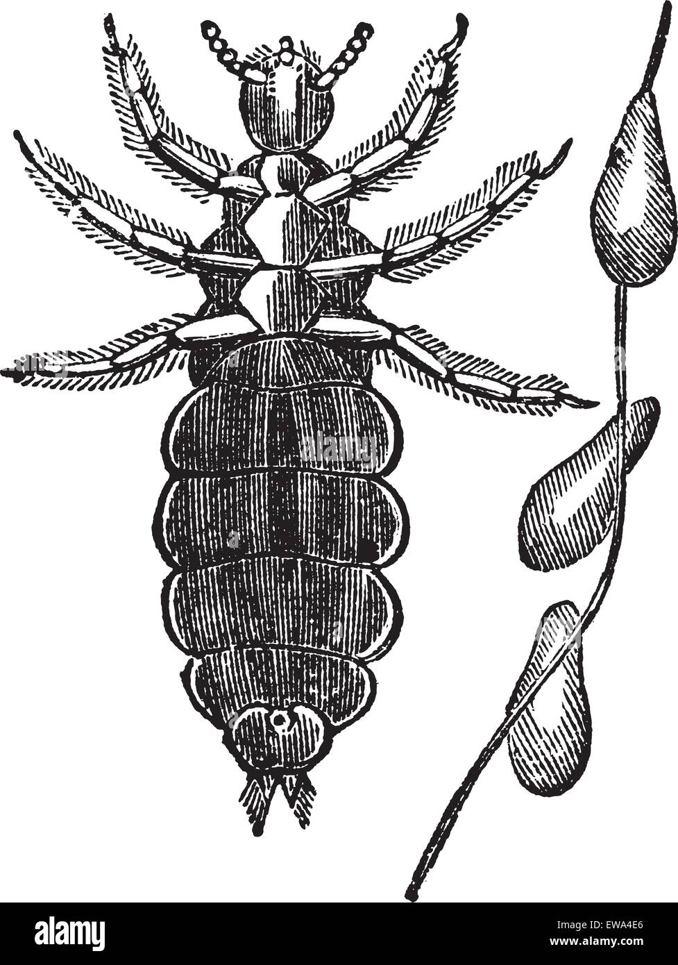 Les poux de tête ou Pediculus humanus capitis ou Pediculus capitis ou poux de tête, gravure d'époque. Ancien chef de l'illustration gravée Illustration de Vecteur