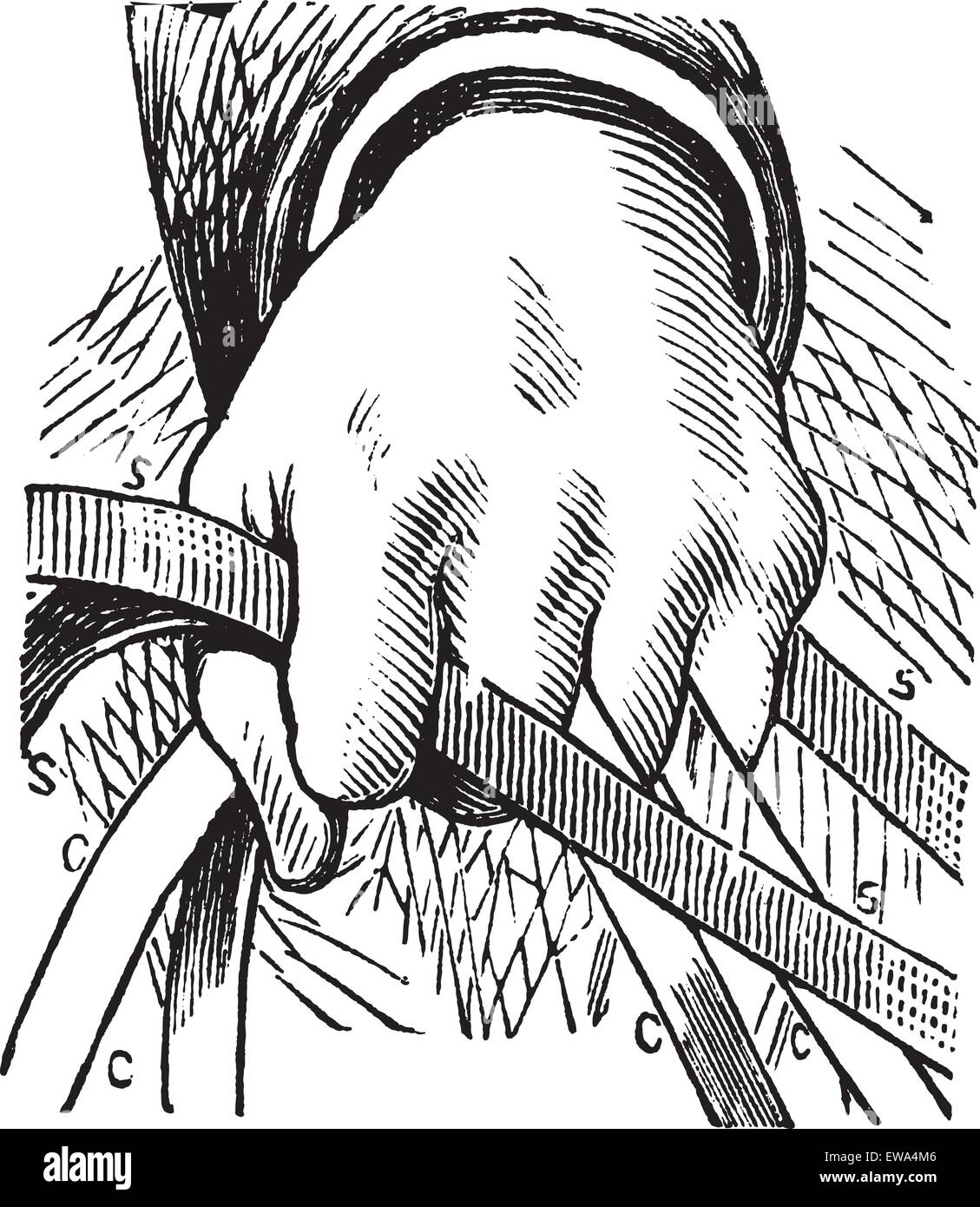 Comment tenir les rênes du cheval en équitation double vintage, la gravure. Vieille illustration