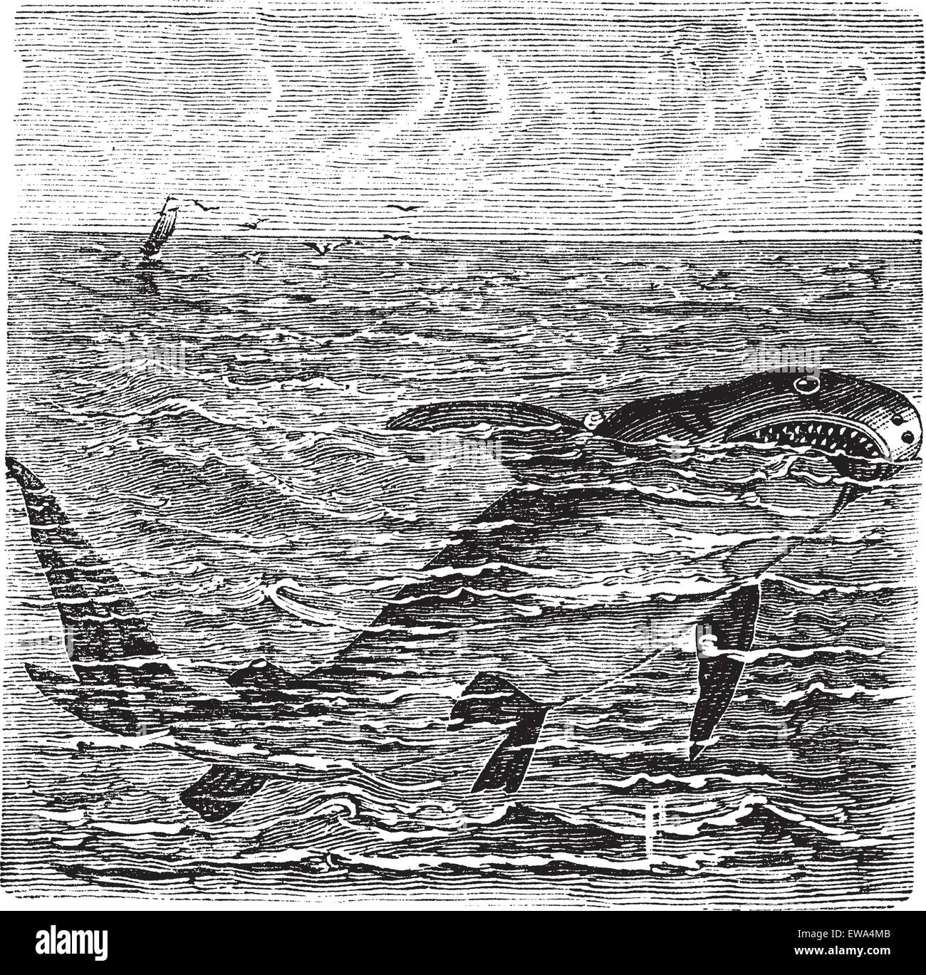 Grand requin blanc Carcharodon carcharias ou ou Great white ou pointeur blanc ou requin blanc ou blanc mort ou Squalus carcharias, gravure d'époque. Vieille illustration gravée d'un grand requin blanc dans l'océan. Illustration de Vecteur