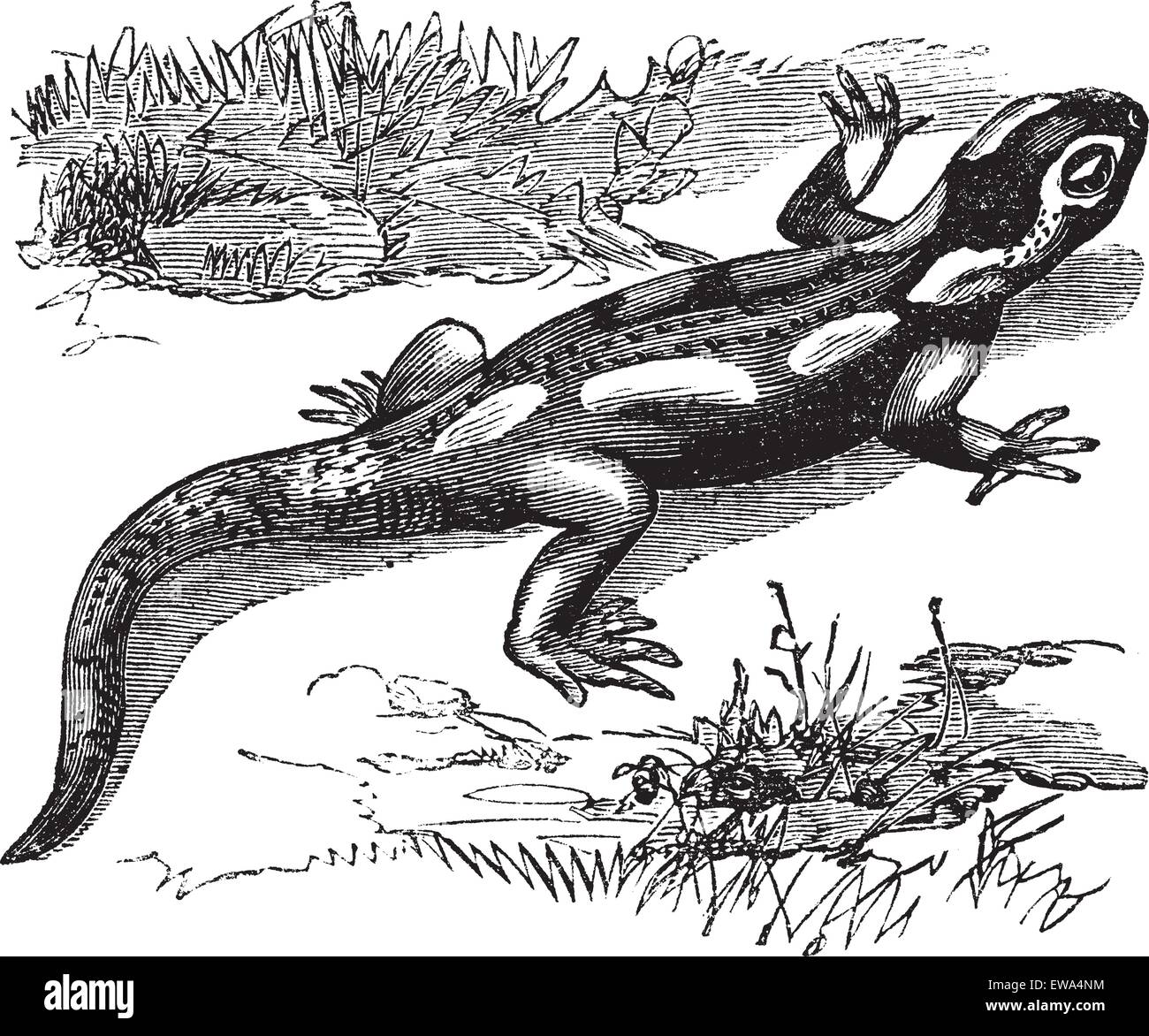 Ou la salamandre Ambystoma maculatum ou Salamandre maculée, gravure d'époque. Vieille illustration gravée de repéré Illustration de Vecteur