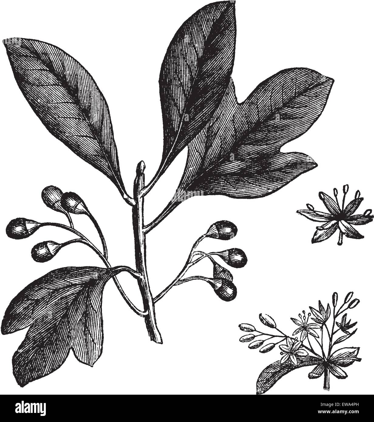 Ou Sassafras Sassafras albidum Sassafras ou blanc ou rouge ou Sassafras Sassafras Sassafras variifolium soyeux ou gravure vintage Illustration de Vecteur