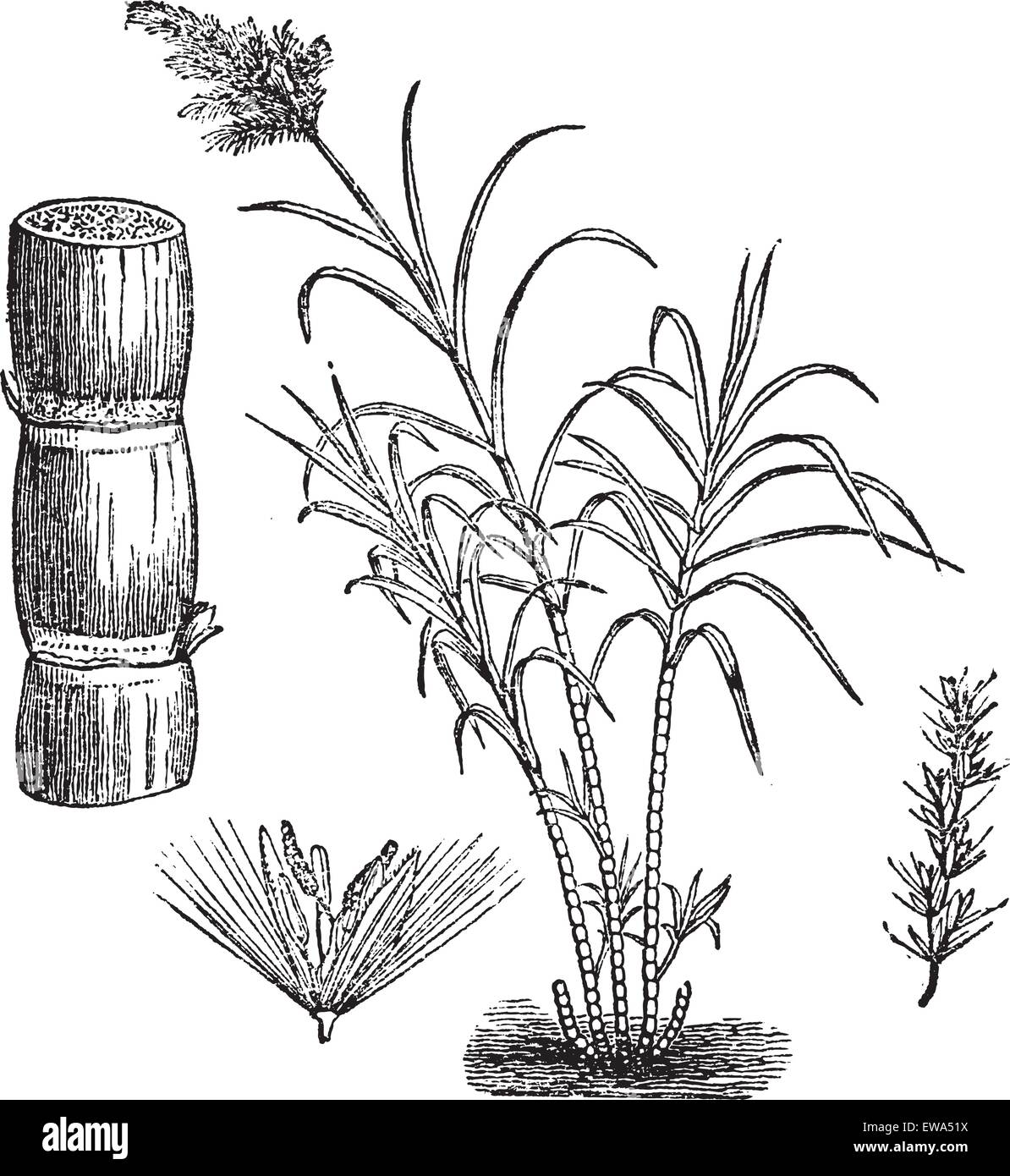 La canne à sucre, vintage engraved illustration. Encyclopédie Trousset (1886 - 1891). Illustration de Vecteur