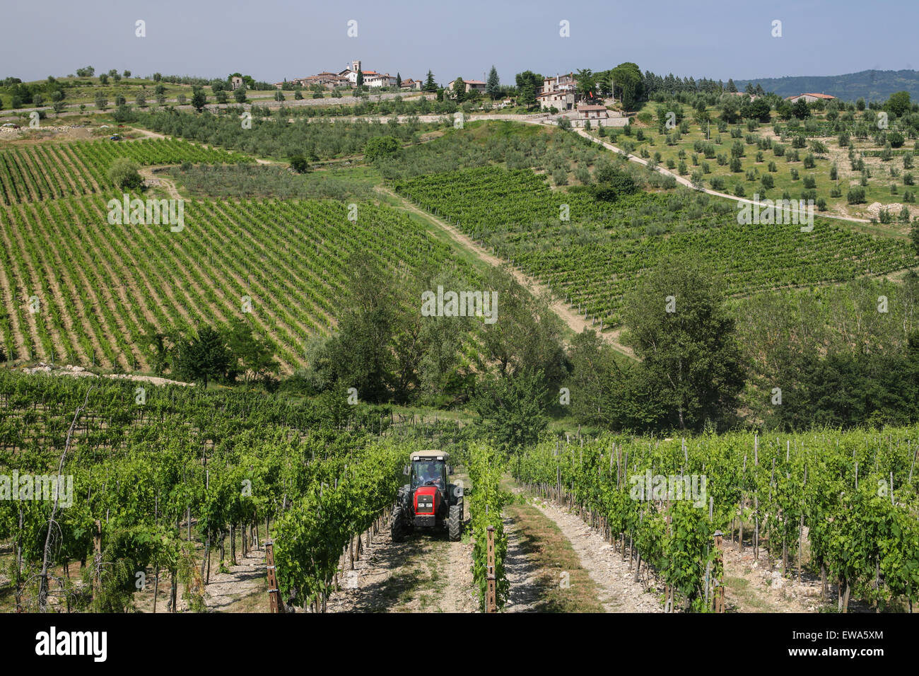 Scène typique du vignoble, à Radda in Chianti', une belle petite ville et une région connue pour son célèbre vin Chianti, en Toscane. L'Italie. De juin. Banque D'Images