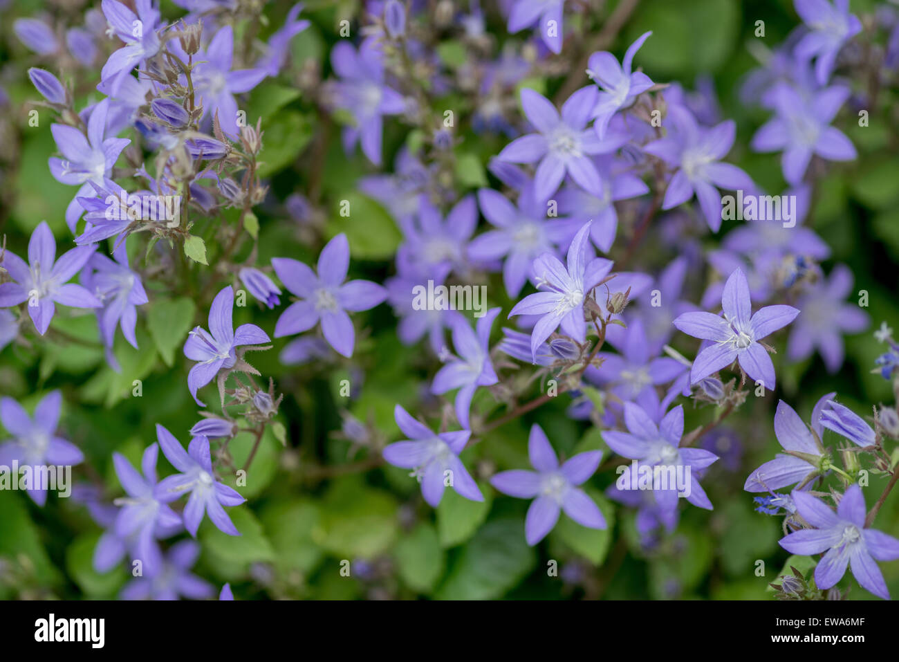 Campanula poscharskyana campanule campanules arrière serbe blossom Banque D'Images