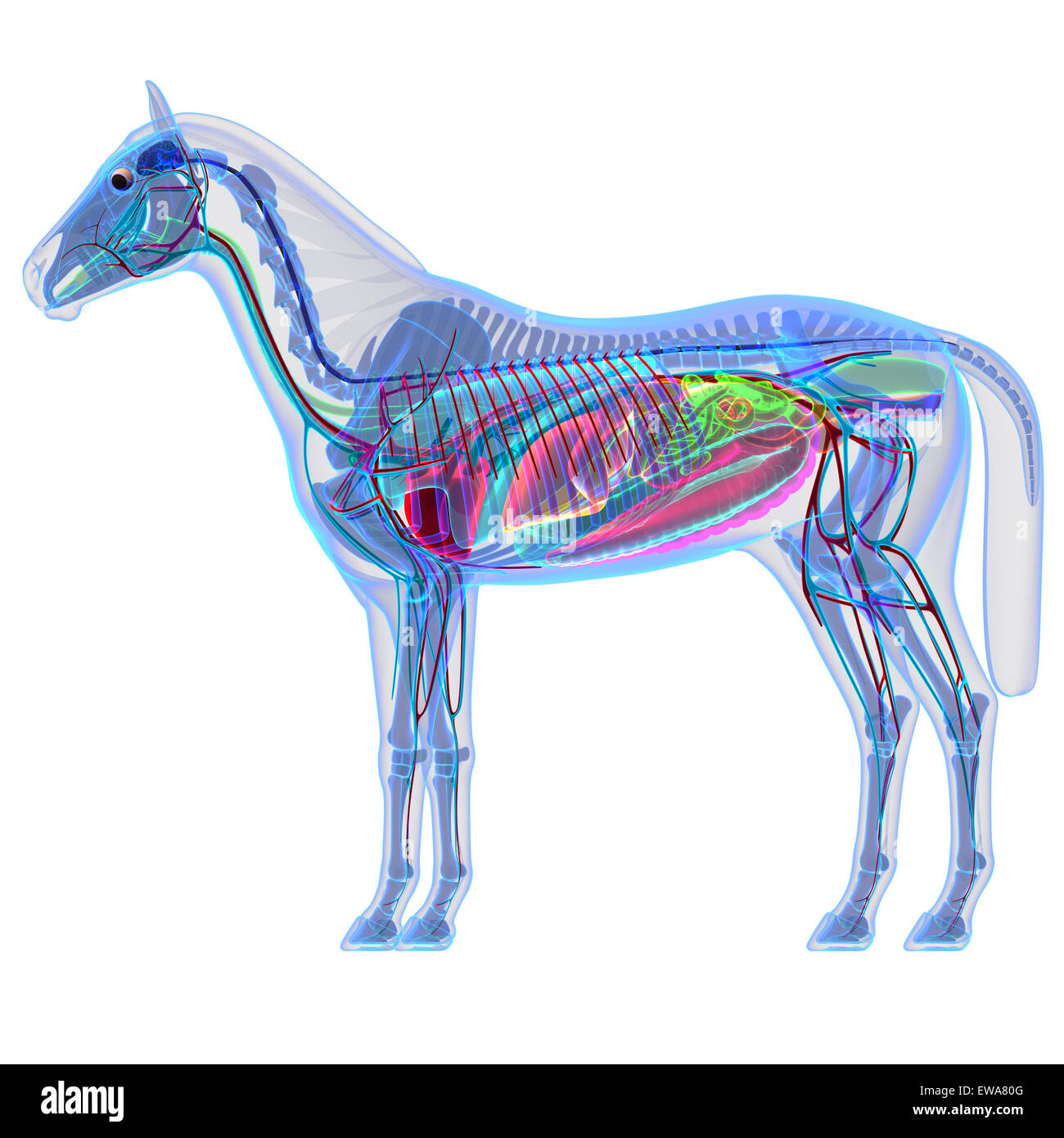 L'anatomie - Anatomie interne d'un cheval Banque D'Images