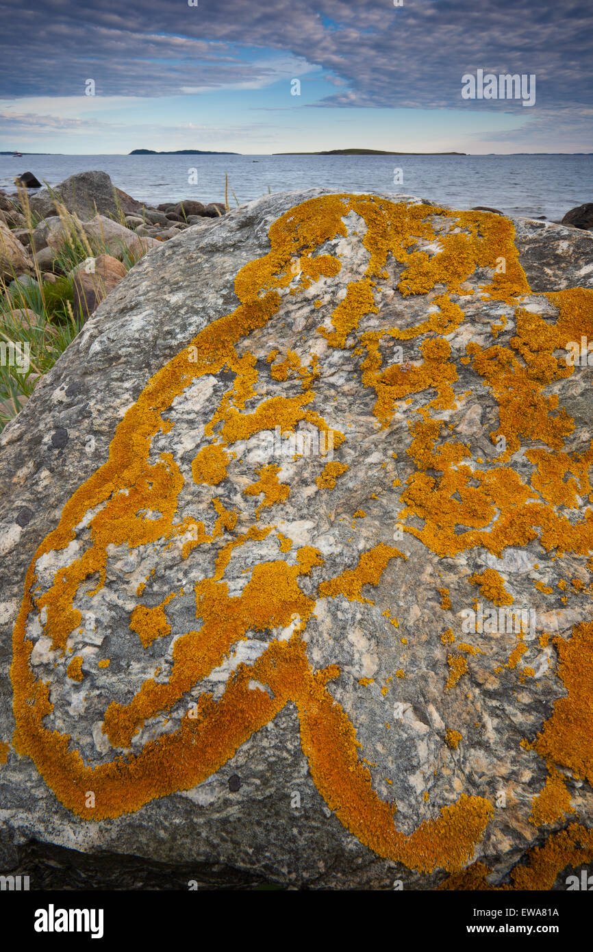 Lichen Orange sur un rocher à Larkollen par l'Oslofjord, Rygge kommune, Østfold fylke, la Norvège. Banque D'Images