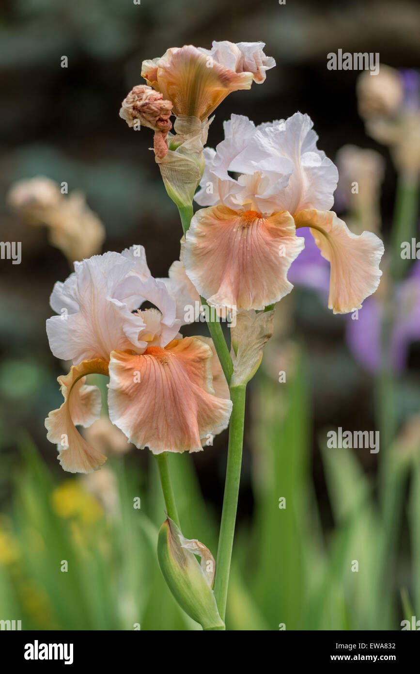 Brun blanc iris fleurs close up Banque D'Images