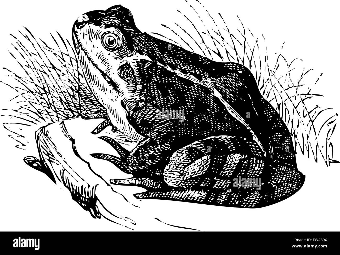 Grenouille d'eau ou Rana esculenta illustration, assis sur un rocher et nous regarde. Trace Live version d'une gravure ancienne.extraits du Dictionnaire encyclopédique Trousset, également connu sous le nom d'encyclopédie Trousset, Paris 1886 - 1891 Illustration de Vecteur