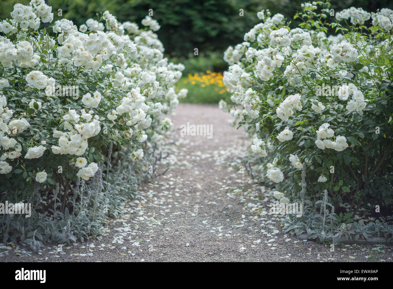 Chemin bordé de buissons de roses blanches en fleurs Banque D'Images Chemin bordé de buissons de roses blanches en fleurs Banque D'Images