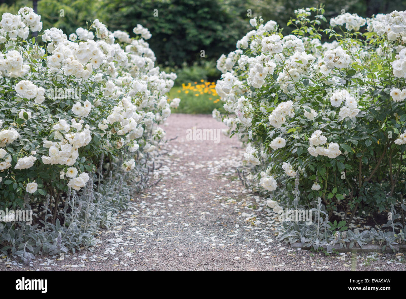 Chemin bordé de buissons de roses blanches en fleurs Banque D'Images