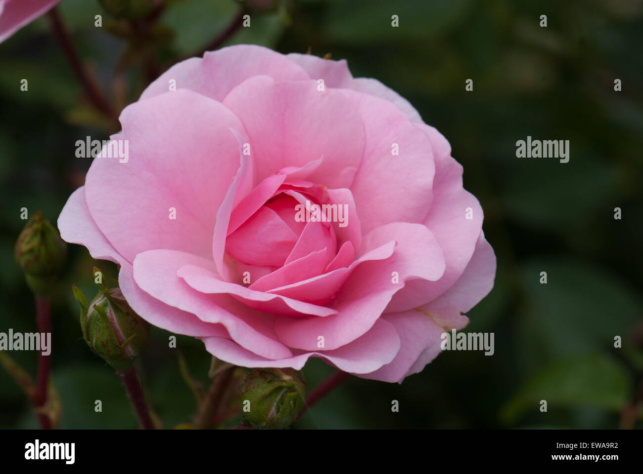 Tapis de Fleurs rose rose standard Banque D'Images