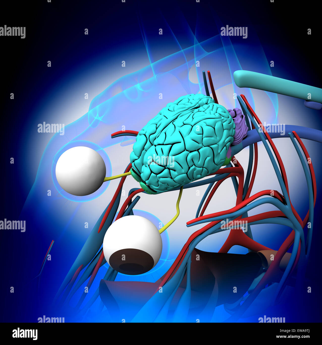 L'anatomie du cerveau - cross-section sur fond bleu Banque D'Images