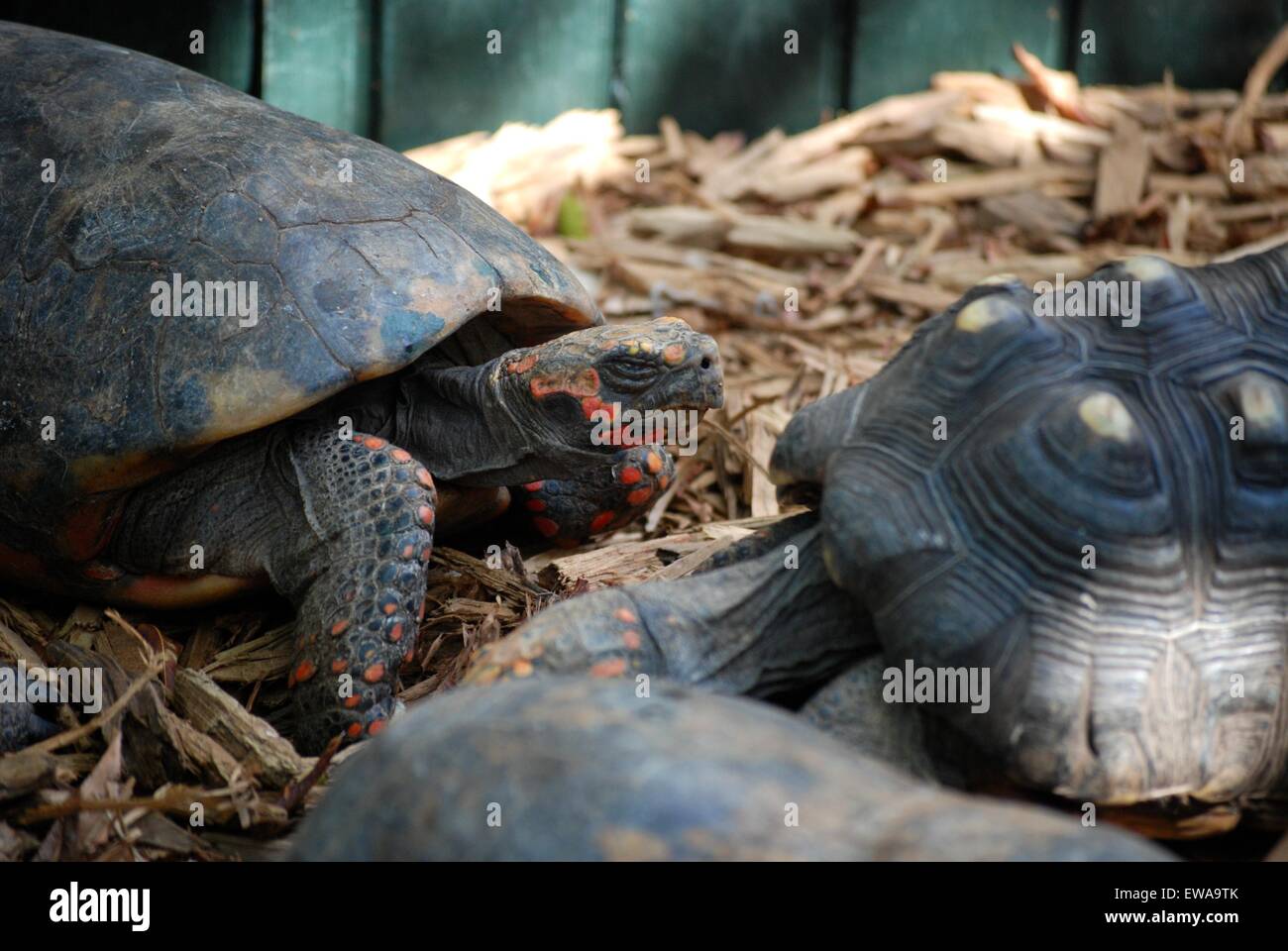 Tortoises mouchetées roulantes se déplaçant lentement autour d'un stylo Banque D'Images