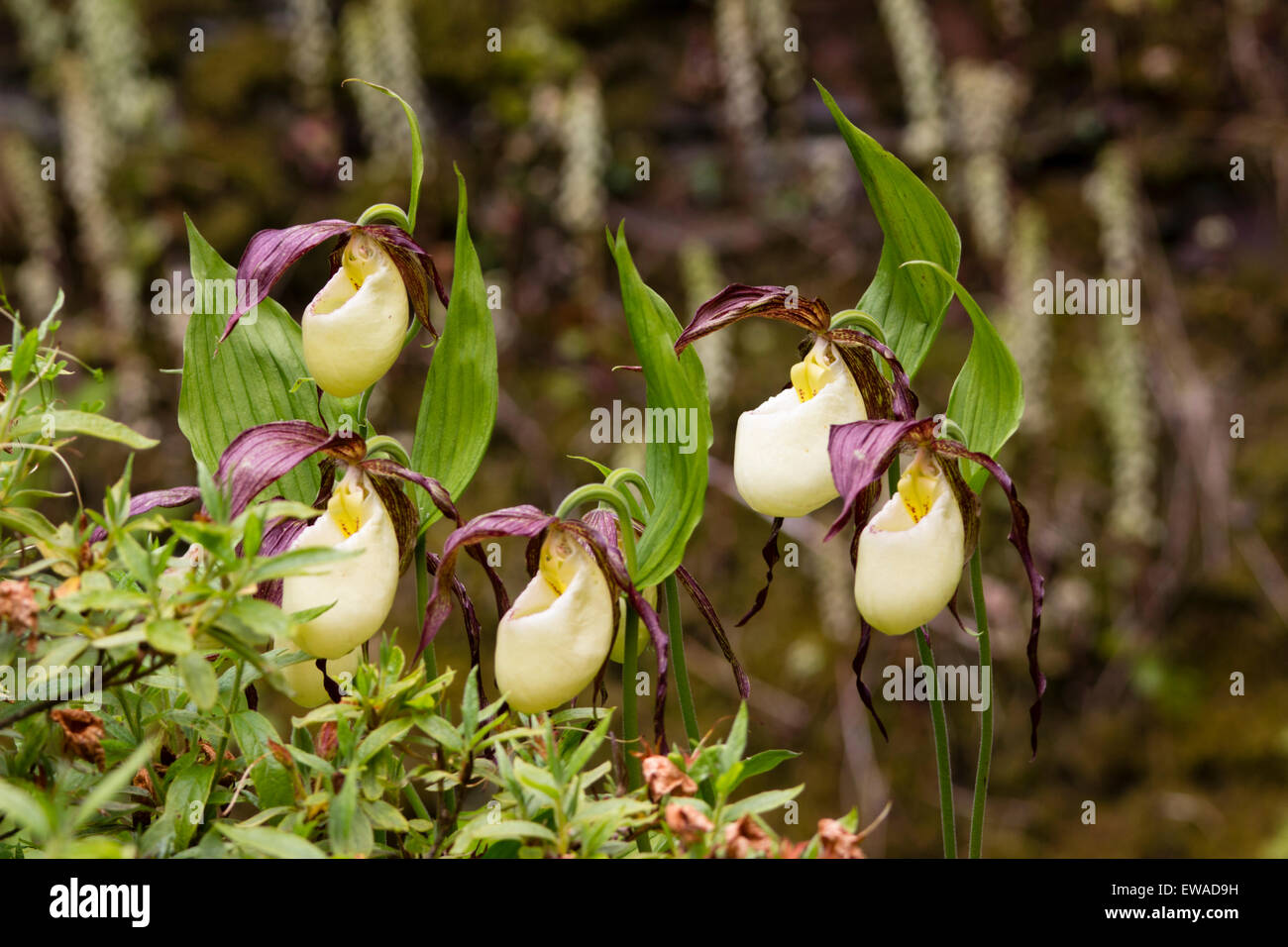 Brun et blanc exotique bouffant proliférations du Lady's Slipper orchid, Cypripedium kentuckiense Banque D'Images