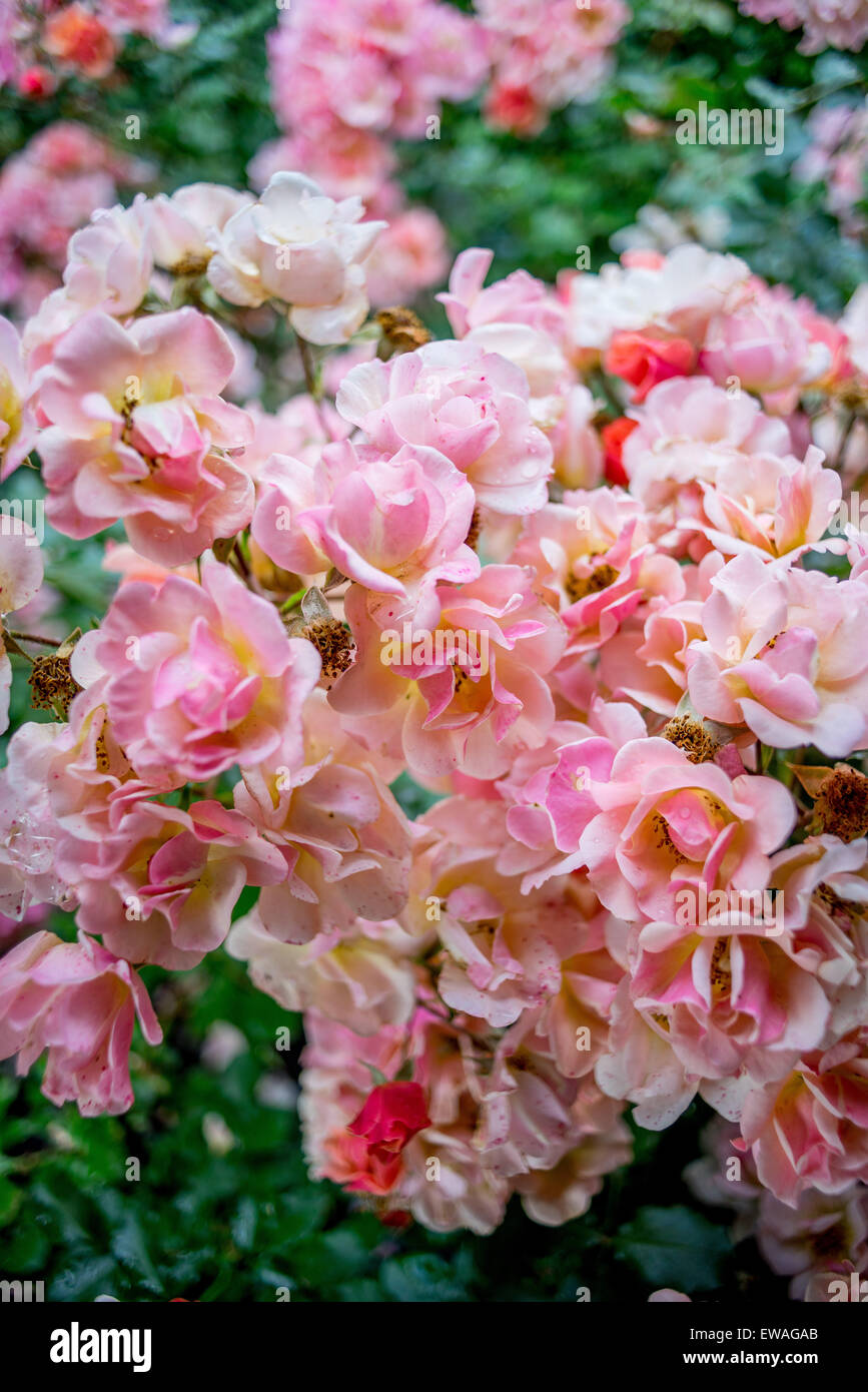 Cluster riche de roses roses avec des gouttes de pluie sur les pétales Banque D'Images