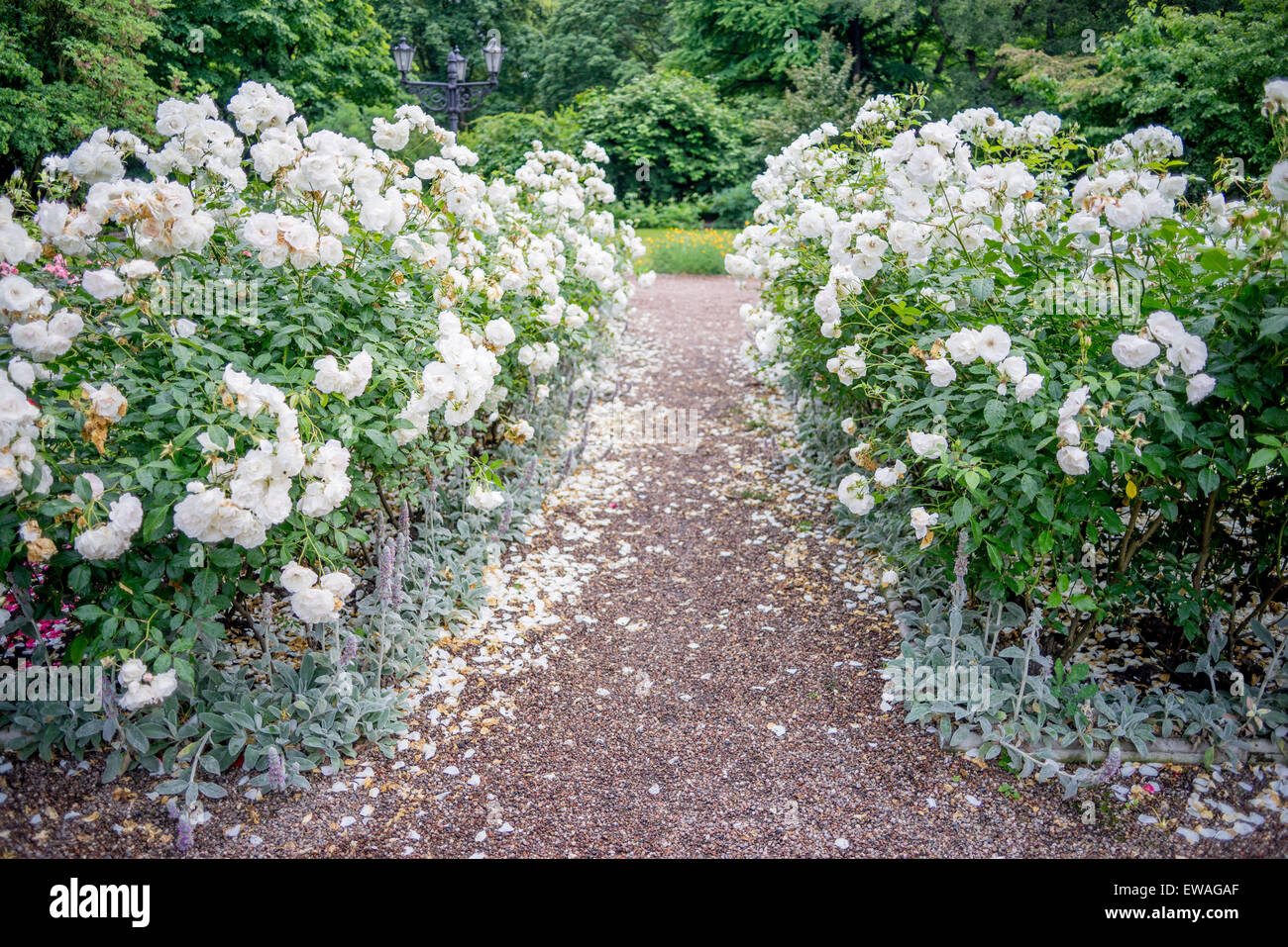 Chemin bordé de buissons de roses blanches en fleurs Banque D'Images