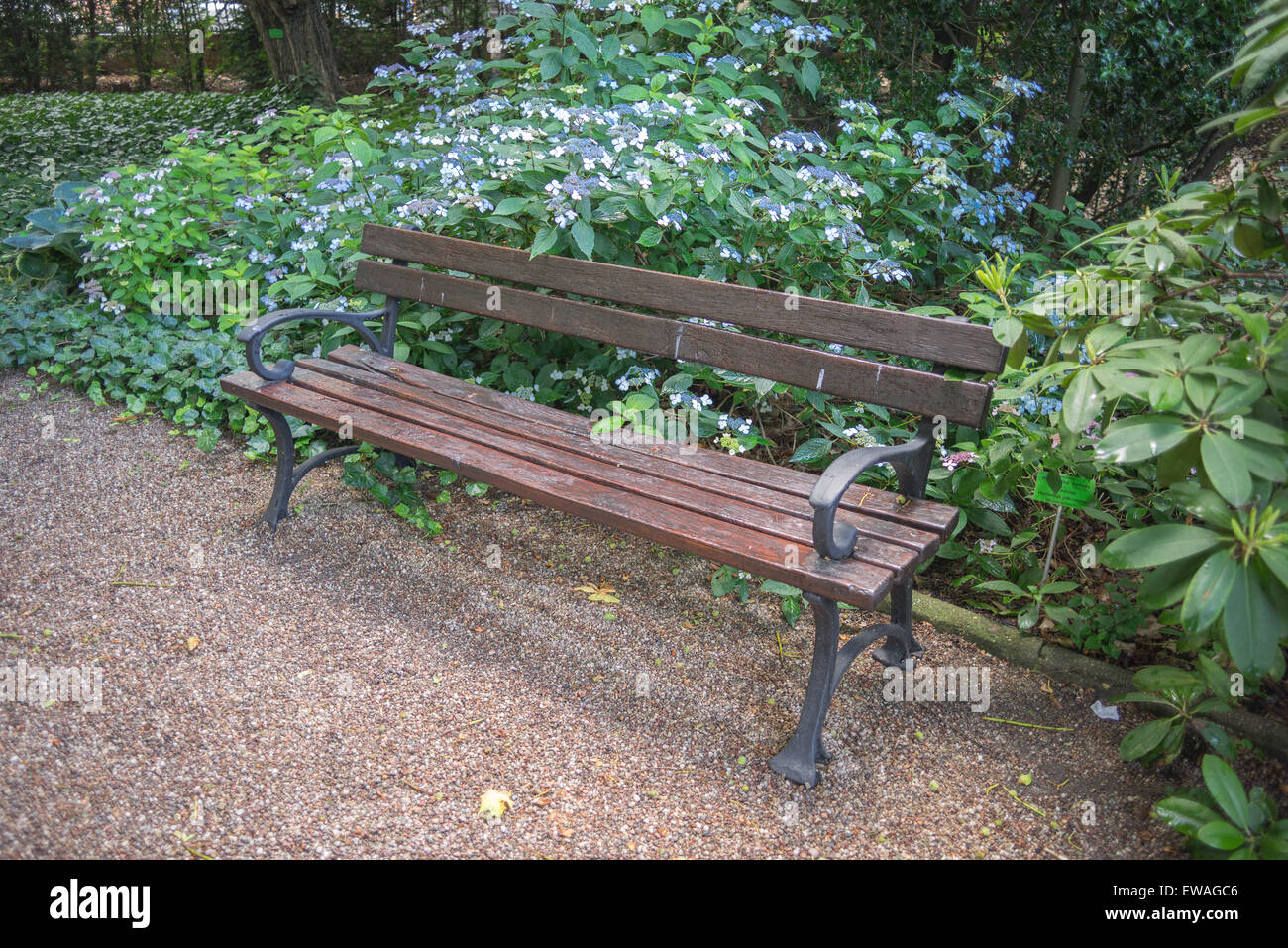 Bleu hortensia en fleurs de bush et banc de parc Banque D'Images
