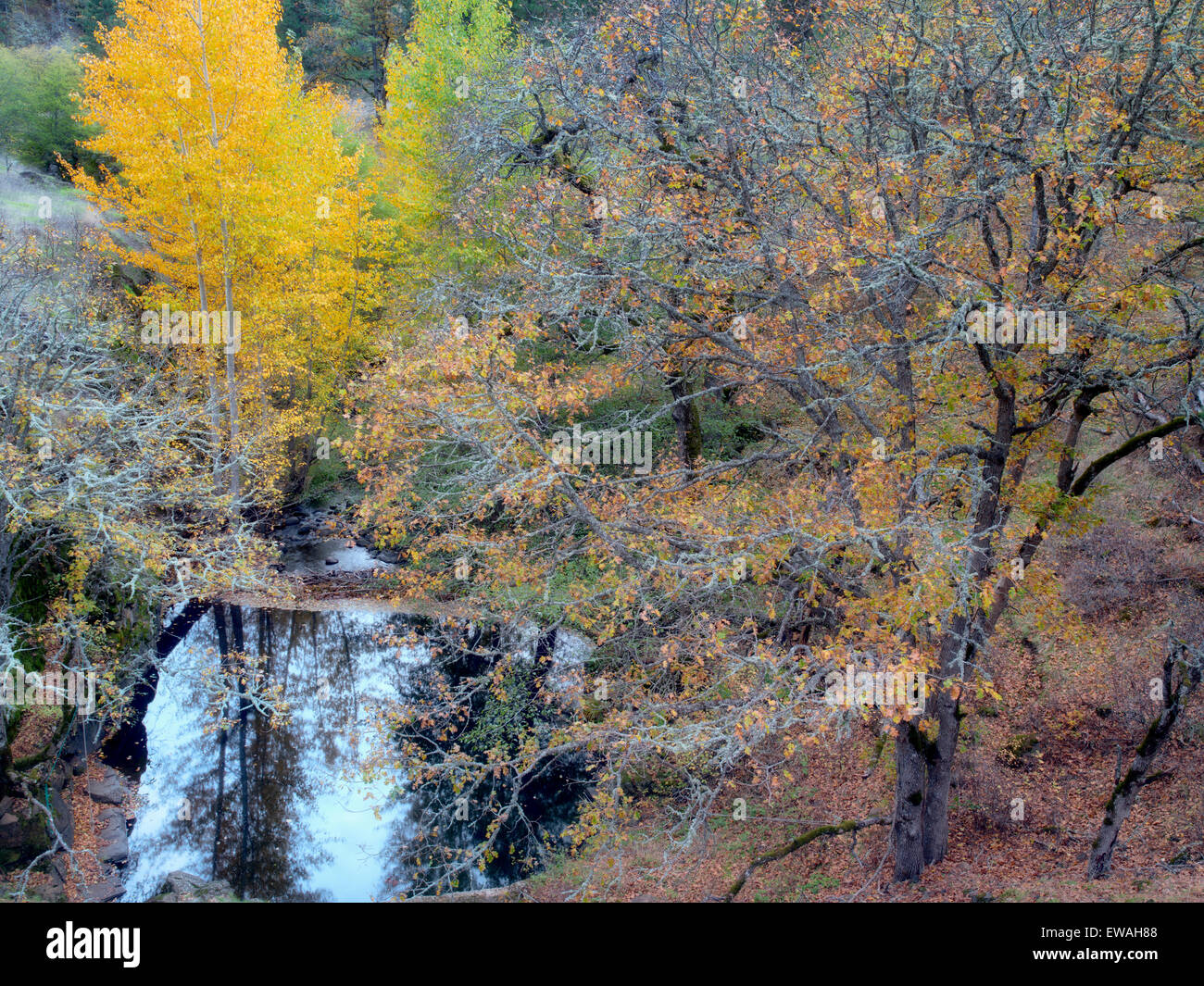 Catherine Creek avec piscine et la couleur de l'automne. Columbia River Gorge National Scenic Area, New York Banque D'Images