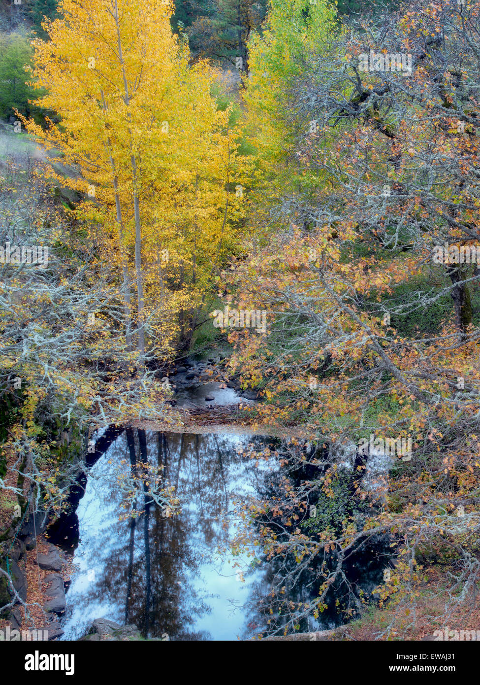 Catherine Creek avec piscine et la couleur de l'automne. Columbia River Gorge National Scenic Area, New York Banque D'Images