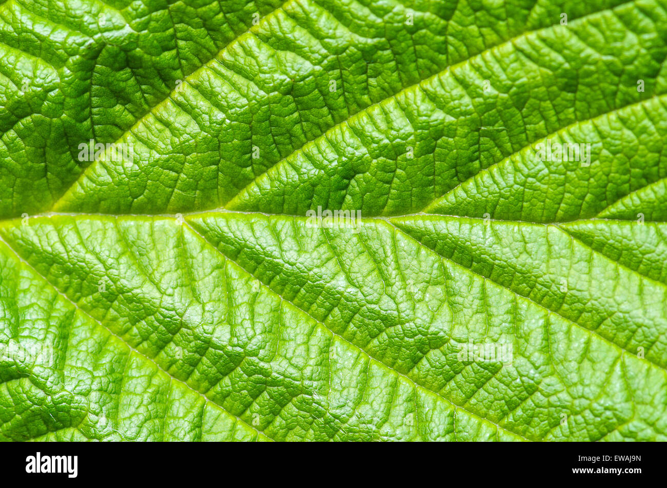 Vert feuille nature background Banque D'Images
