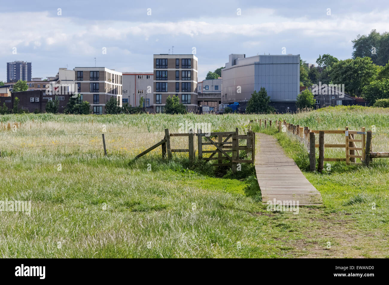 Réserve naturelle de Walthamstow Marshes, Londres Angleterre Royaume-Uni Banque D'Images